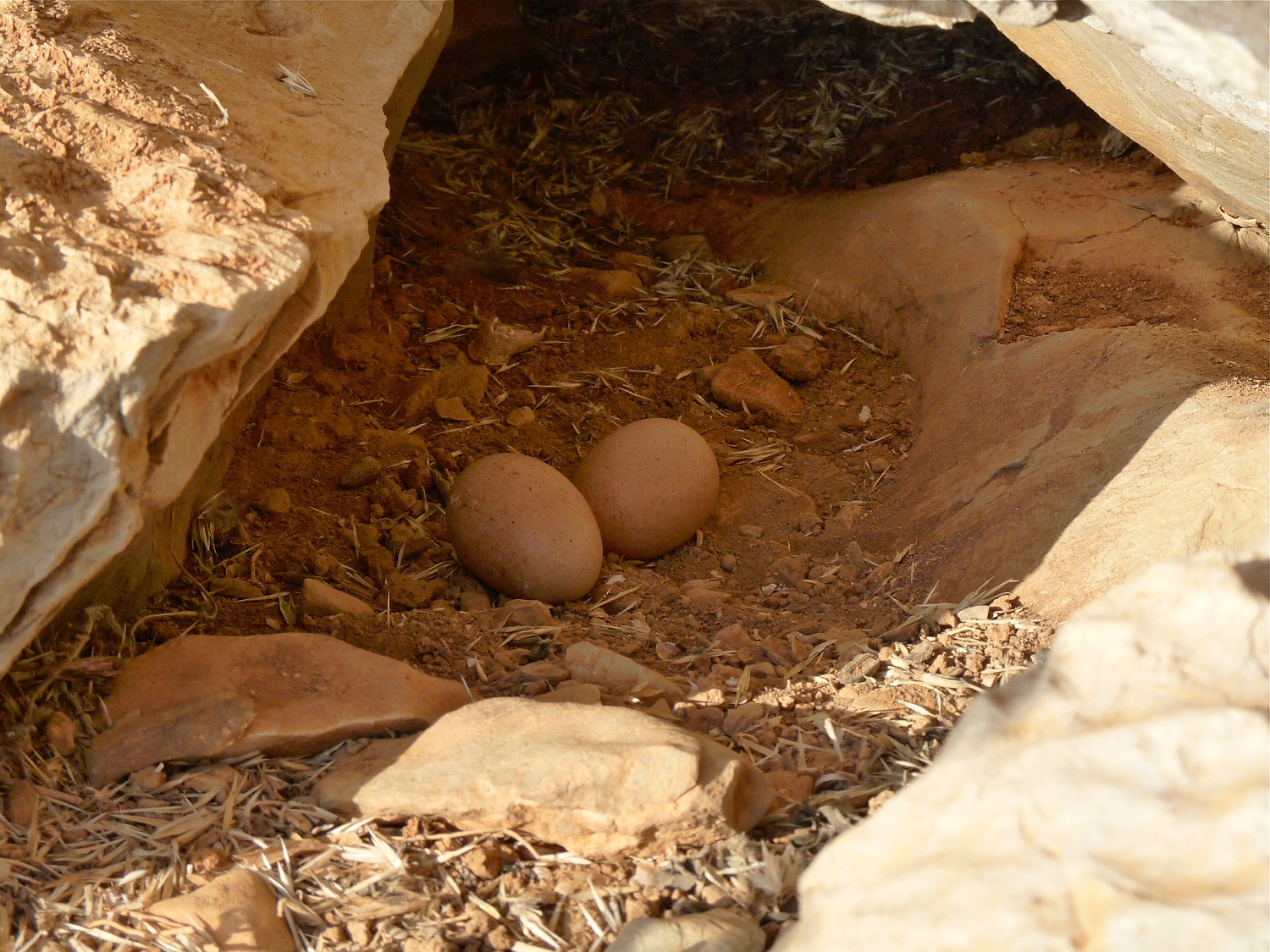 Eleonorenfalke Nest