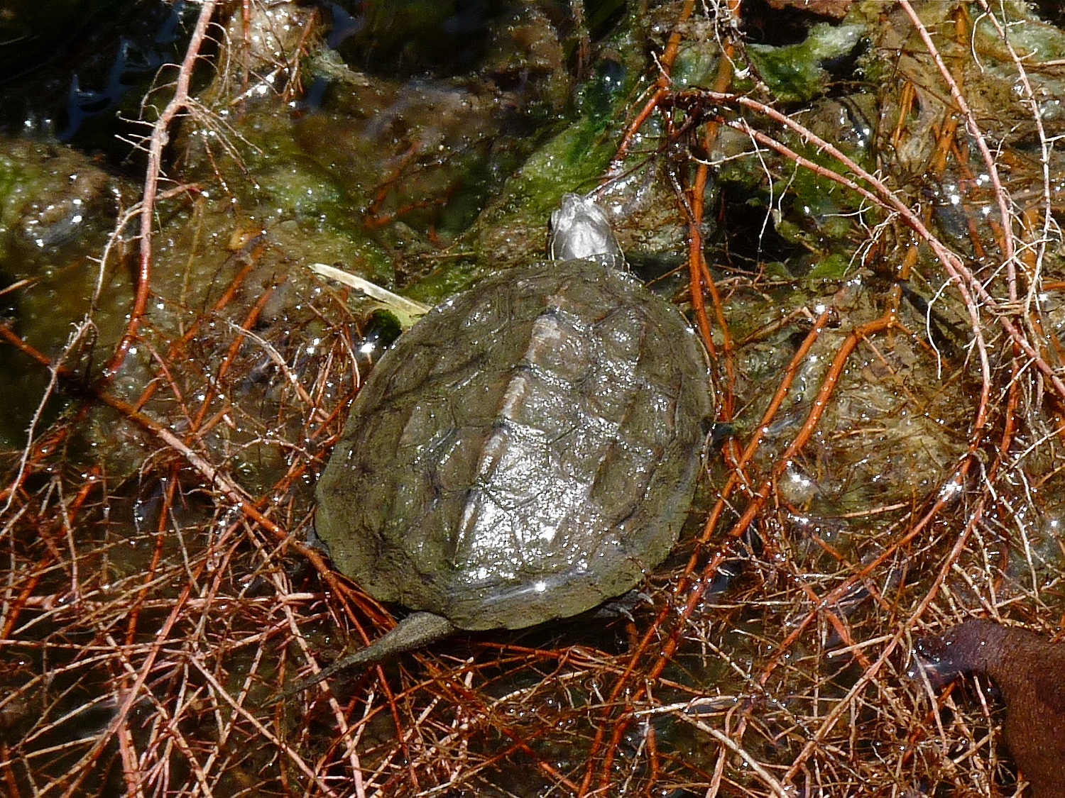 Kaspische Bachschildkröte, Mauremys rivulata