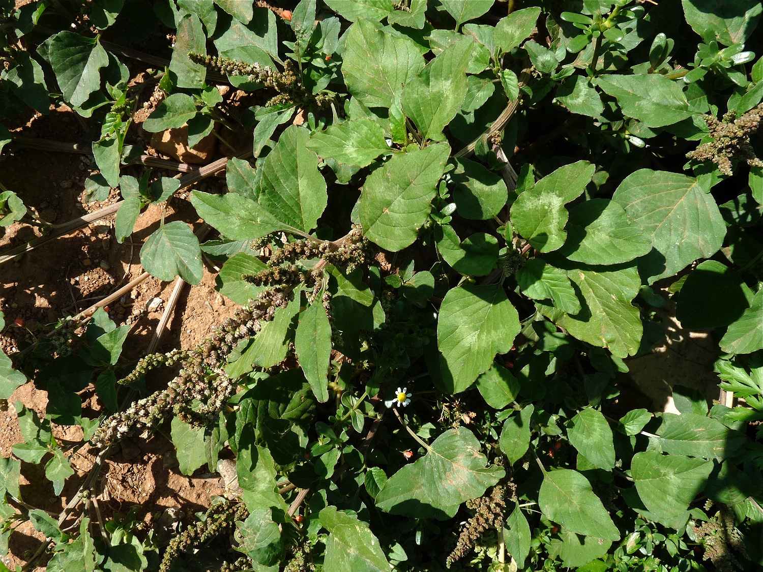 Grüner Amaranth, Amaranthus viridis