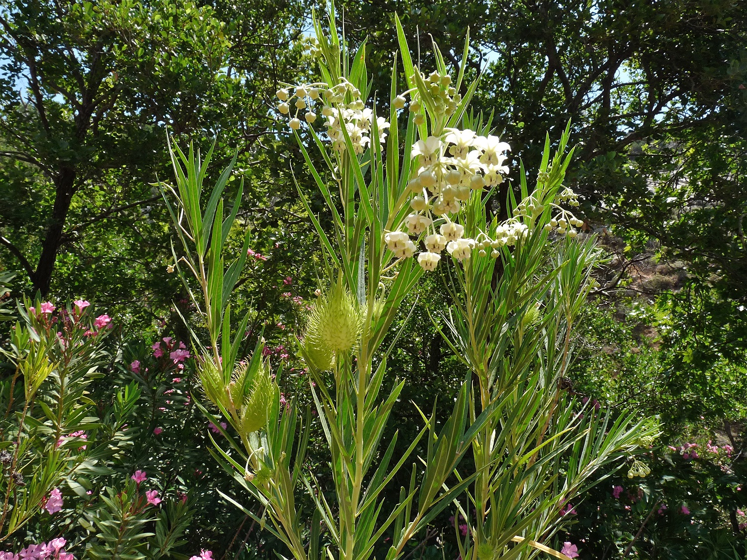 Strauchige Seidenpflanze, Gomphocarpus fruticosus