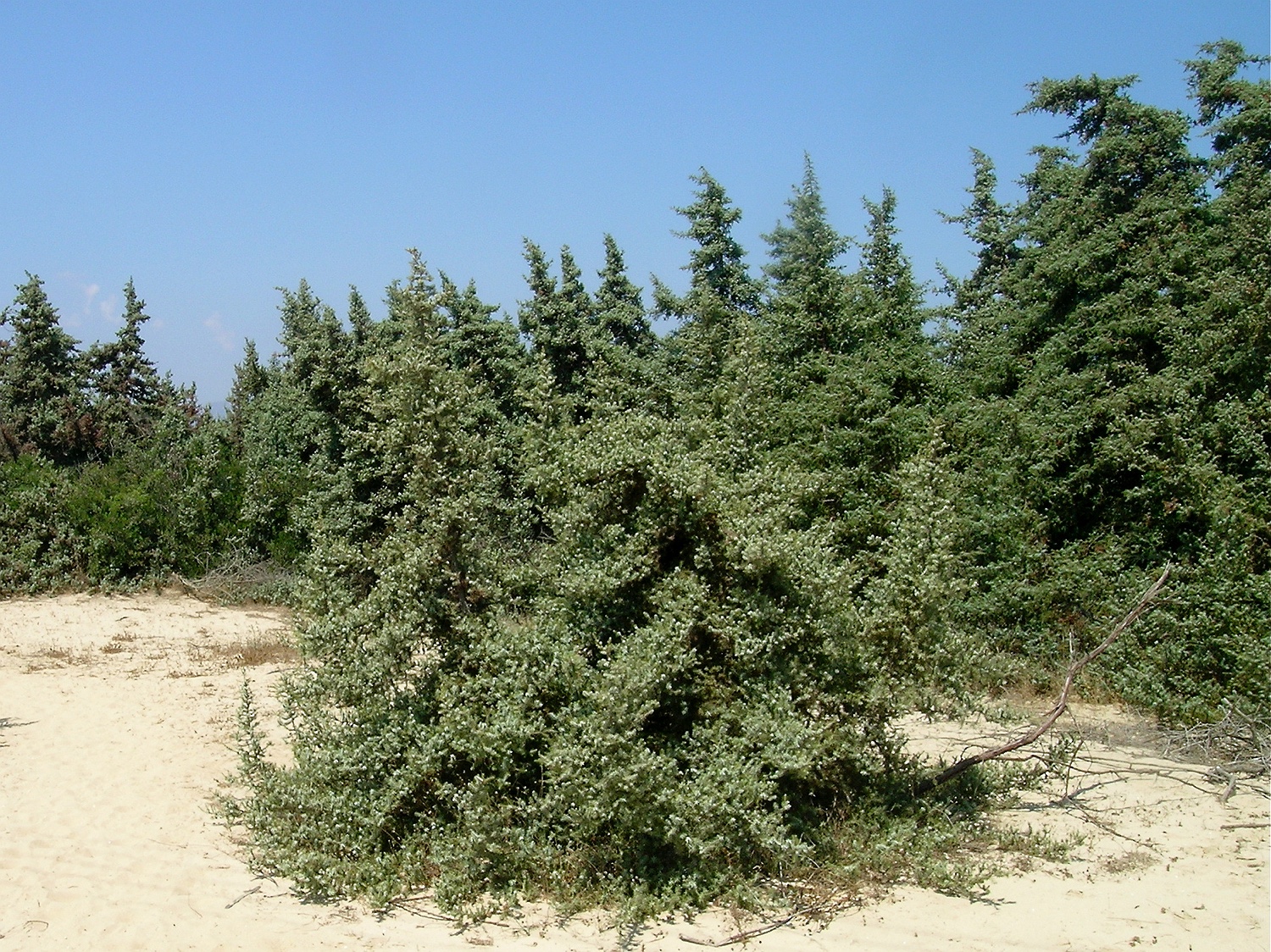 Großefrüchtiger Wacholder, Juniperus macrocarpa