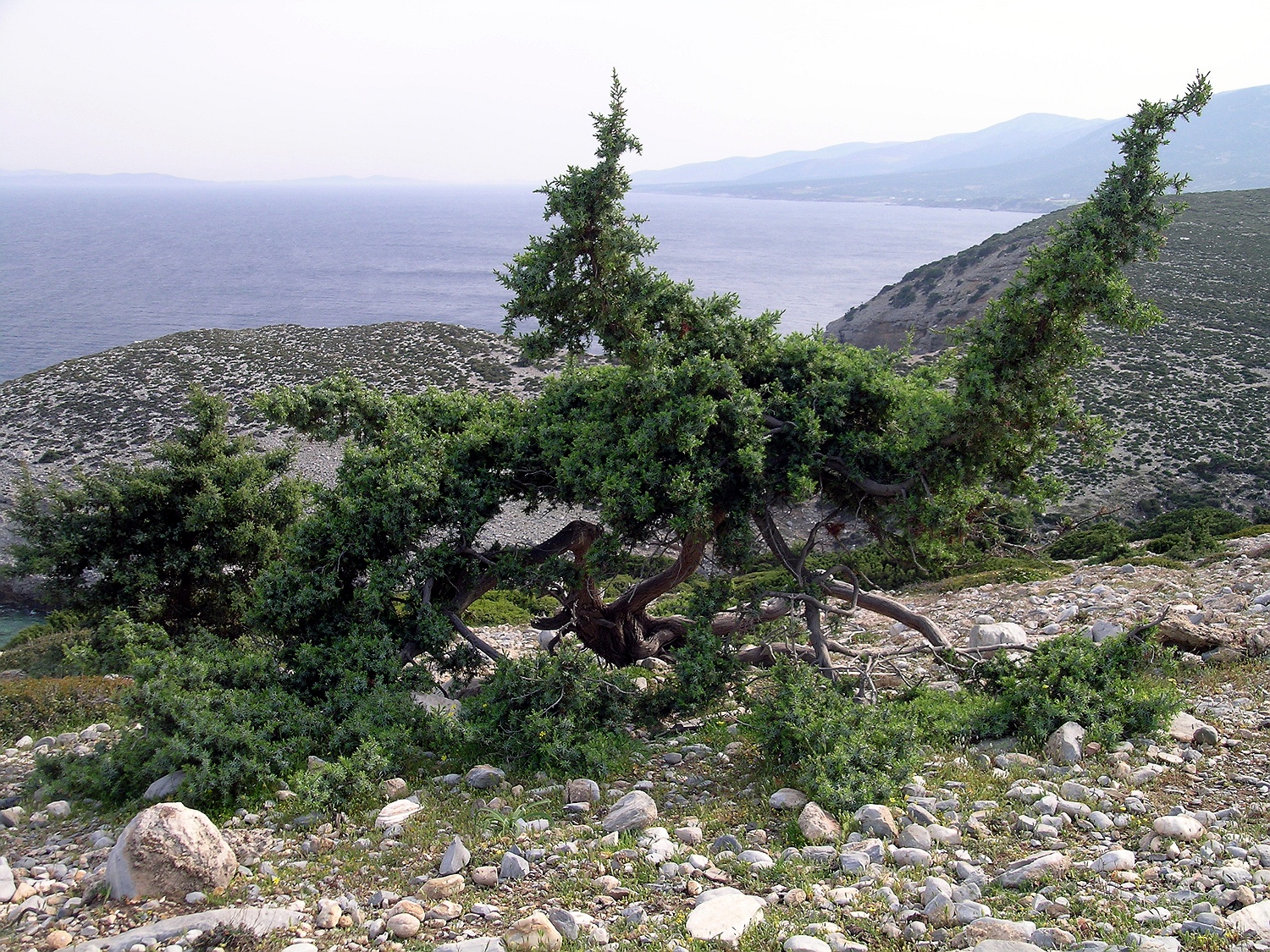 Großefrüchtiger Wacholder, Juniperus macrocarpa