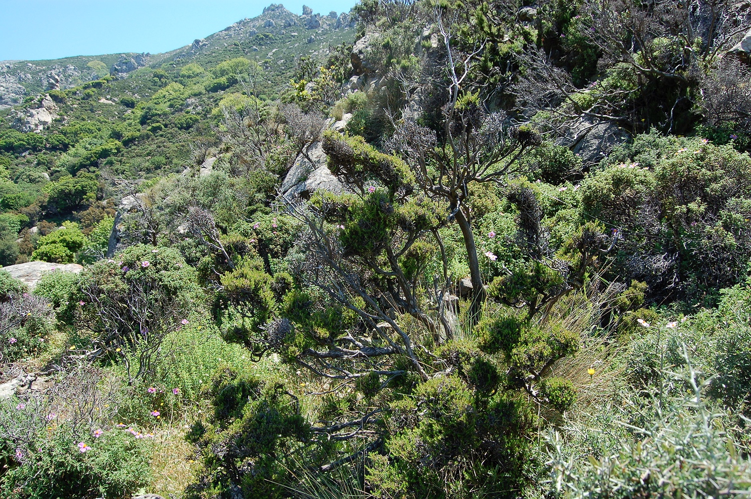 Baumförmige Heide, Erica arborea