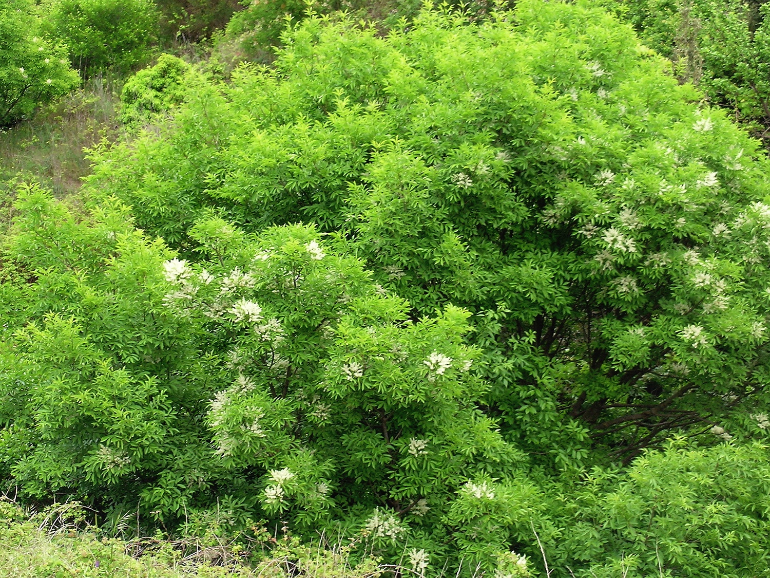 Blumen-Esche, Fraxinus ornus