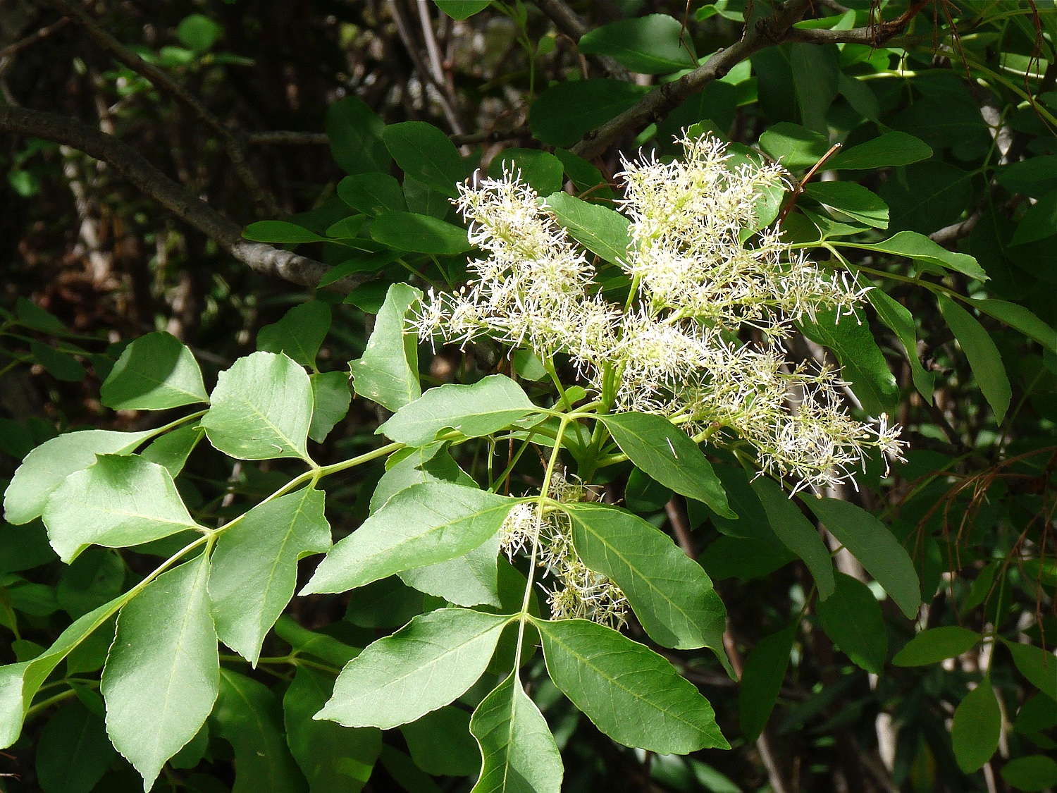 Blumen-Esche, Fraxinus ornus