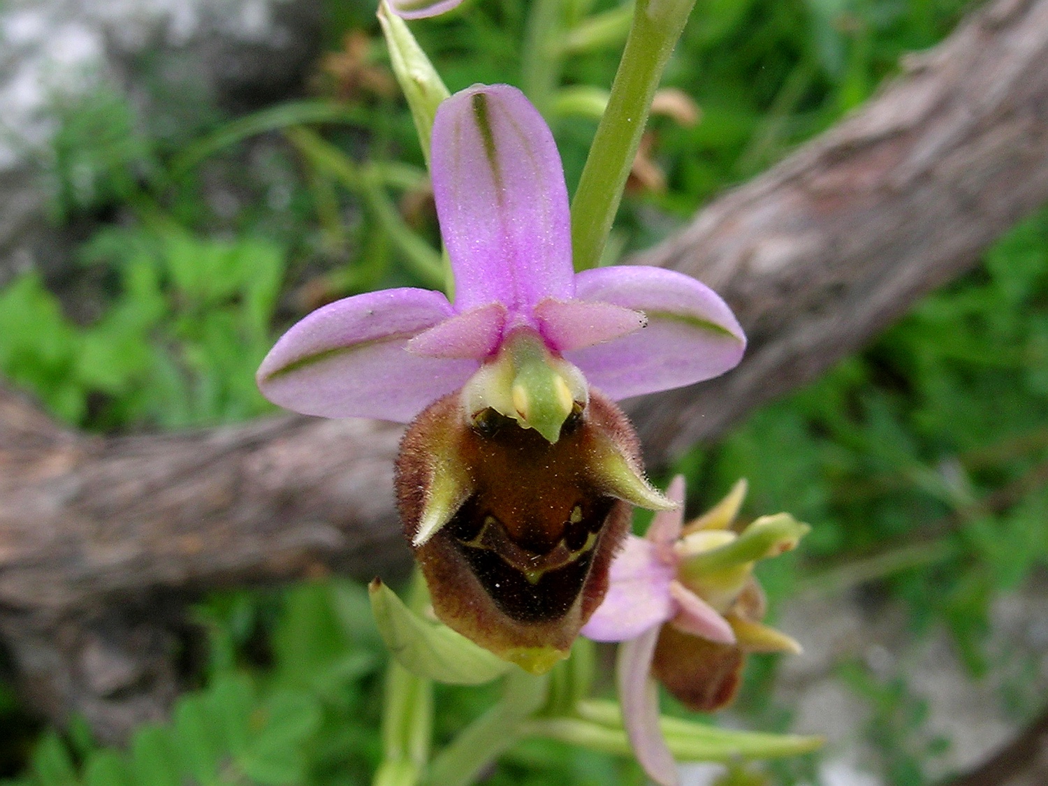 Ophrys fuciflora ssp. andria