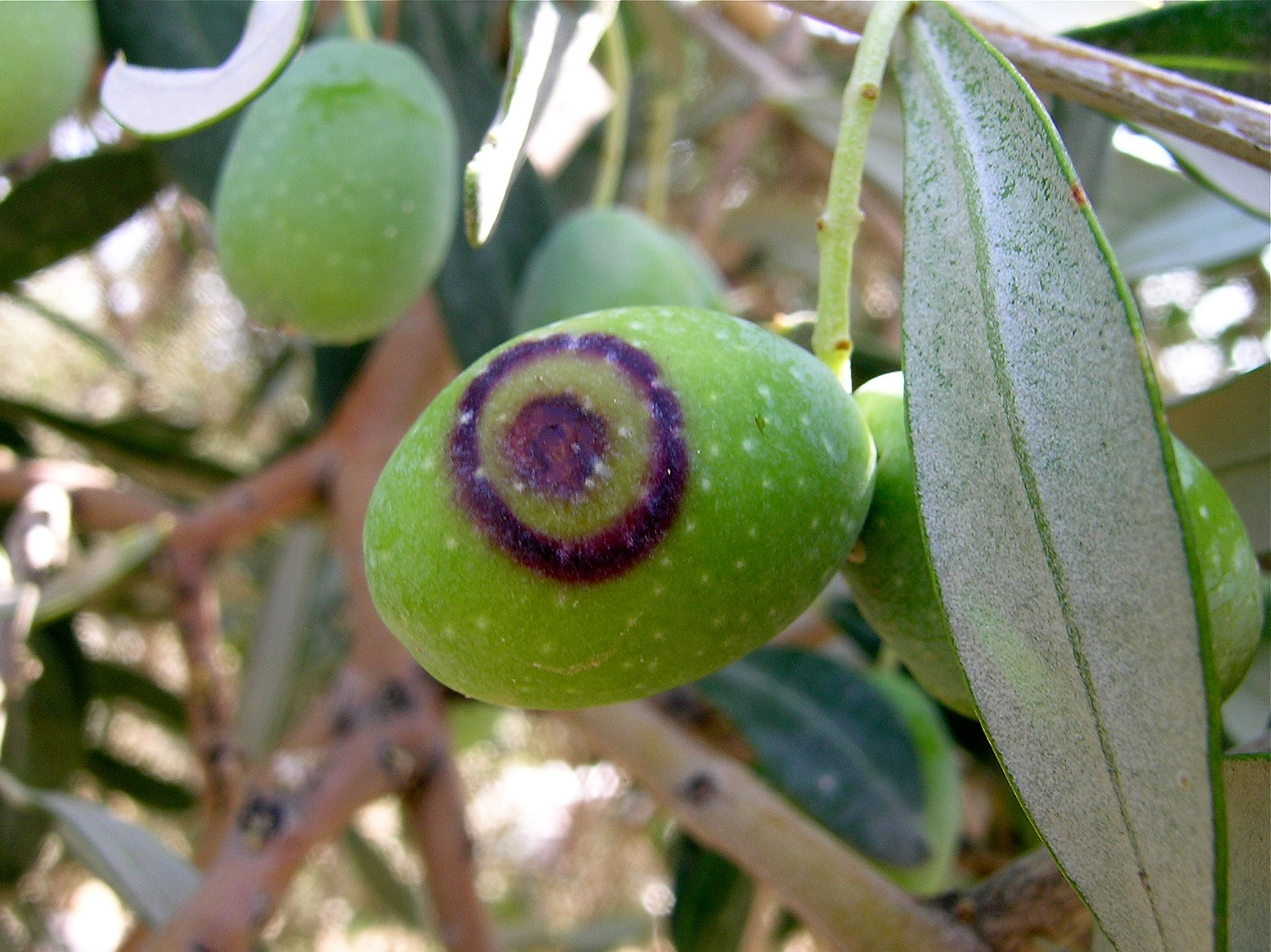 Olive mit Olivenfliegen-Schaden