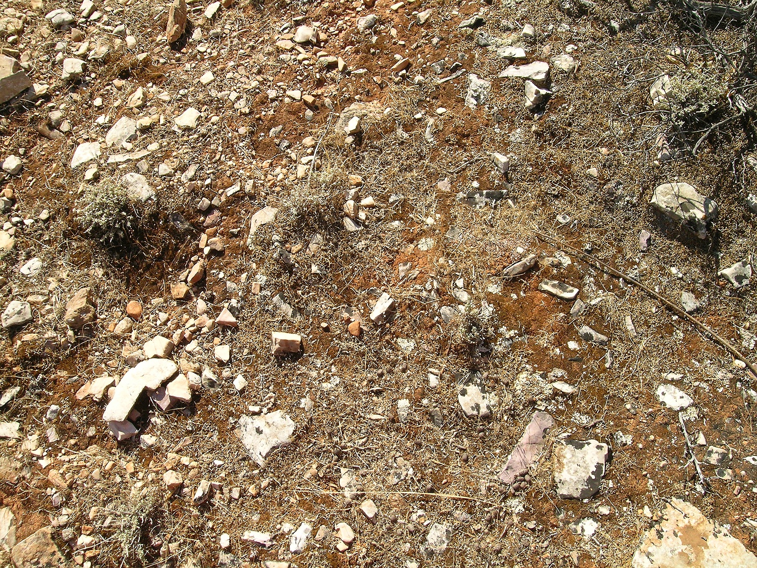 Boden über Marmor mit Flechten und Moosen