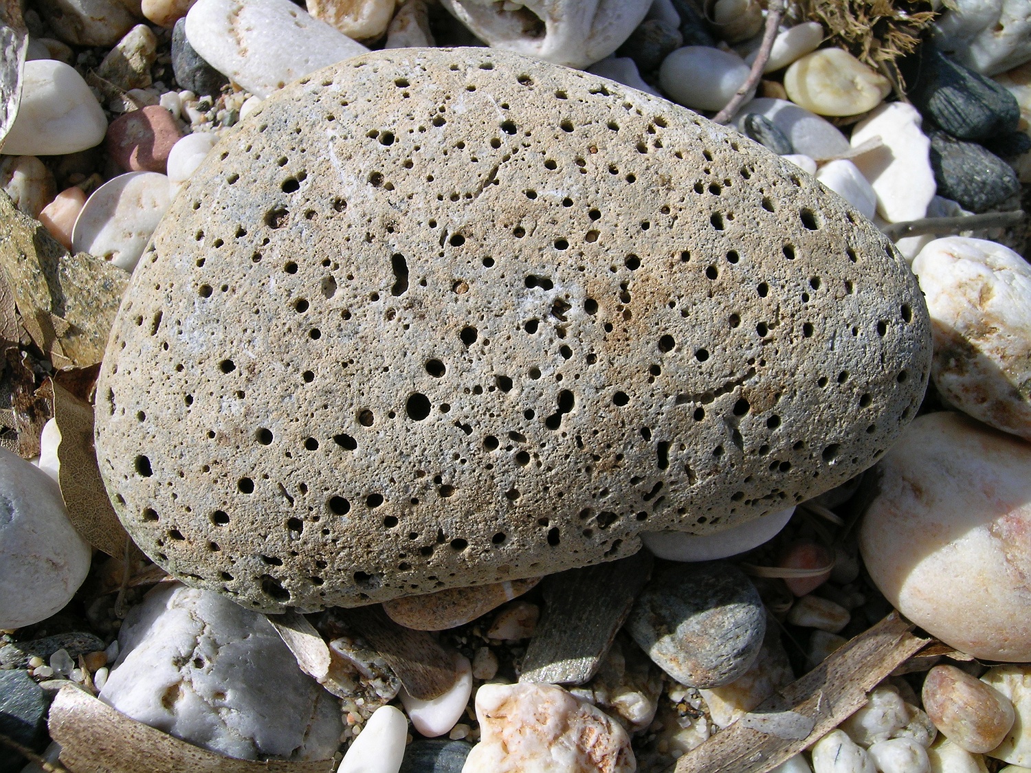 Stein mit Löchern vom Bohrschwamm