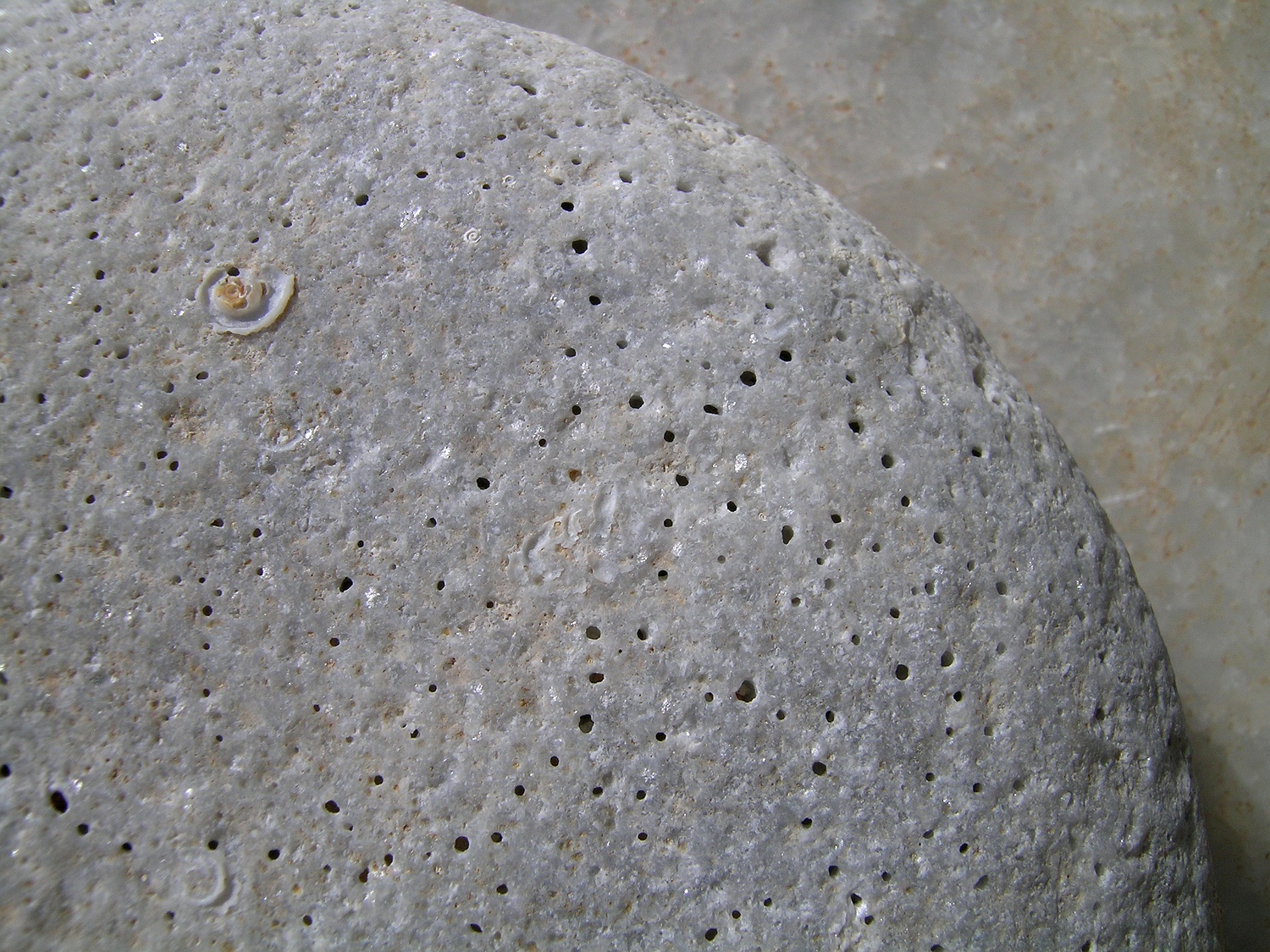 Stein mit Löchern vom Bohrschwamm