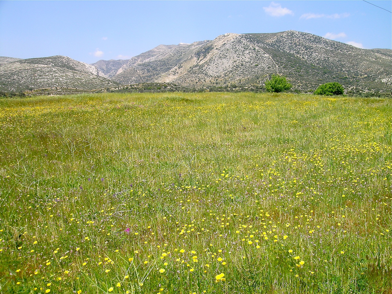 extensiv bewirtschaftetes Feld bei Azalas