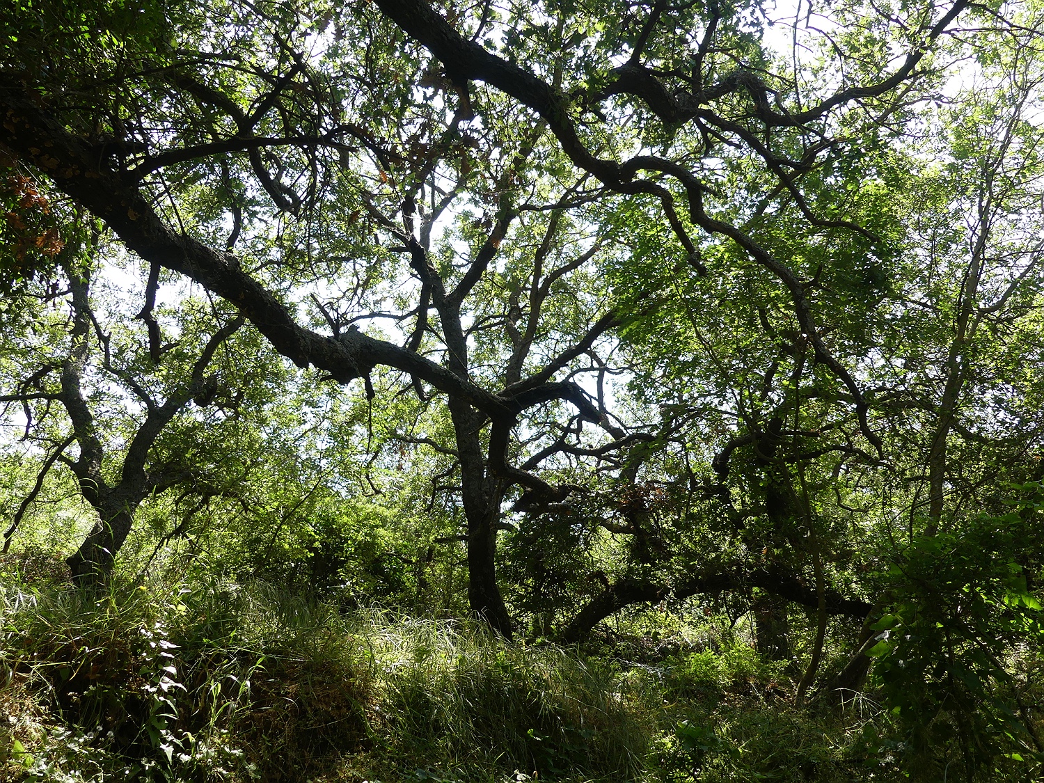 im Wald bei Komiaki, Naxos