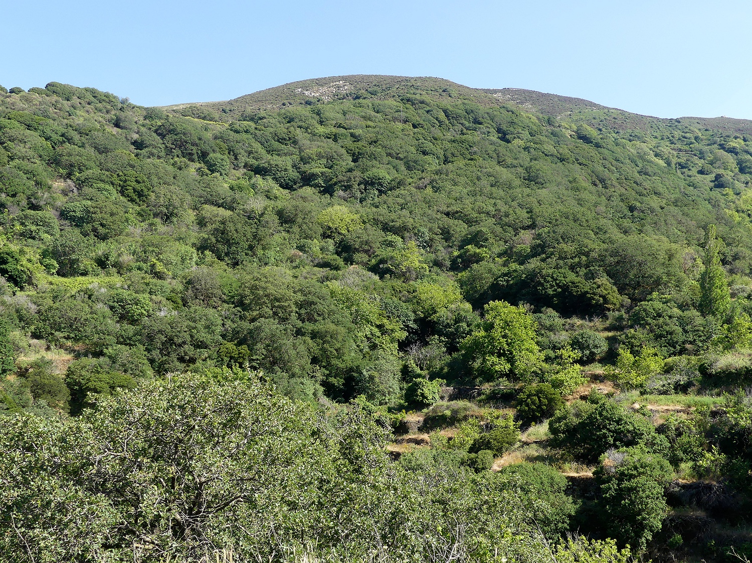 Wald bei Komiaki, Naxos