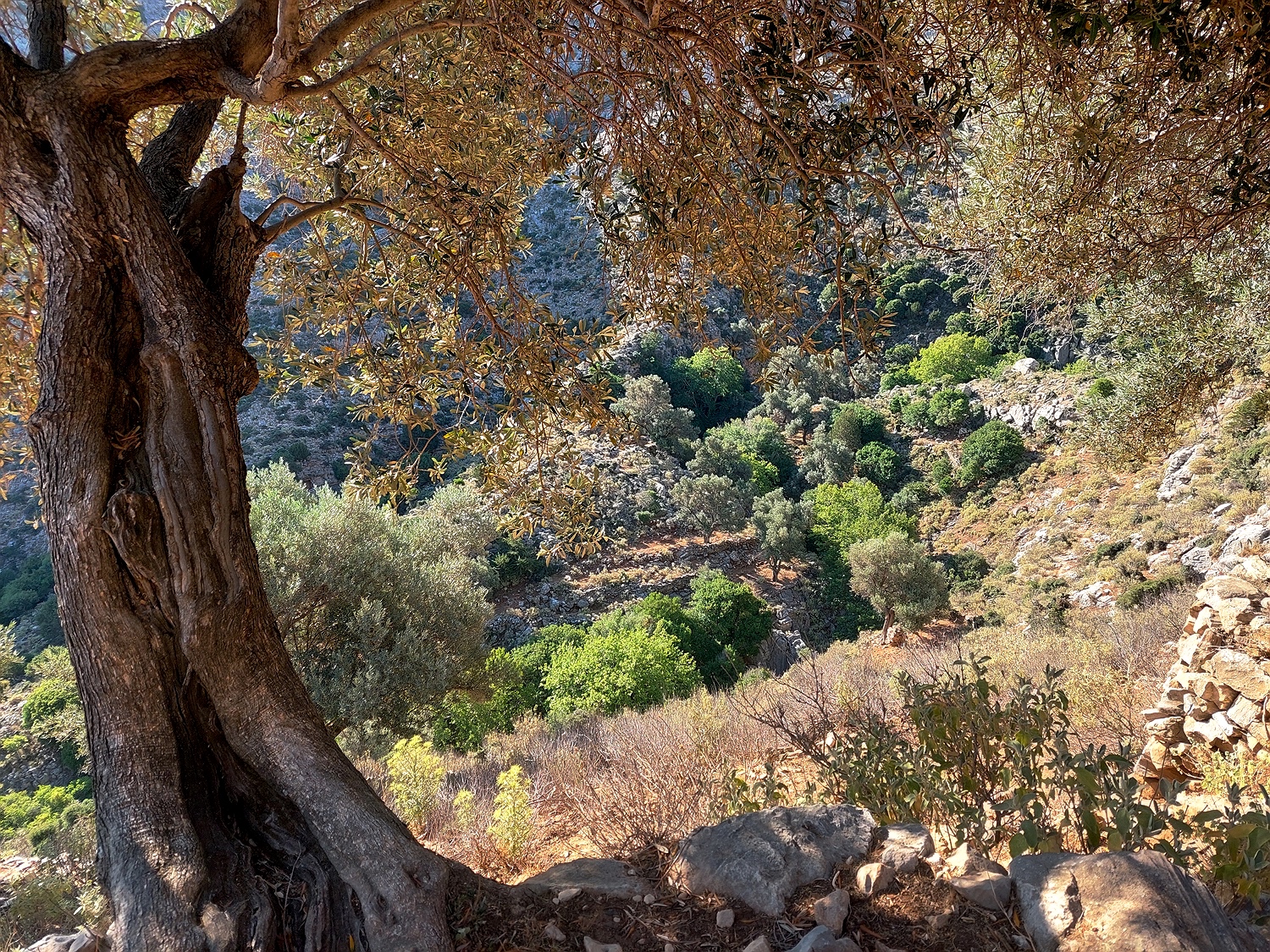 zwischen Koronos und Lionas, Naxos