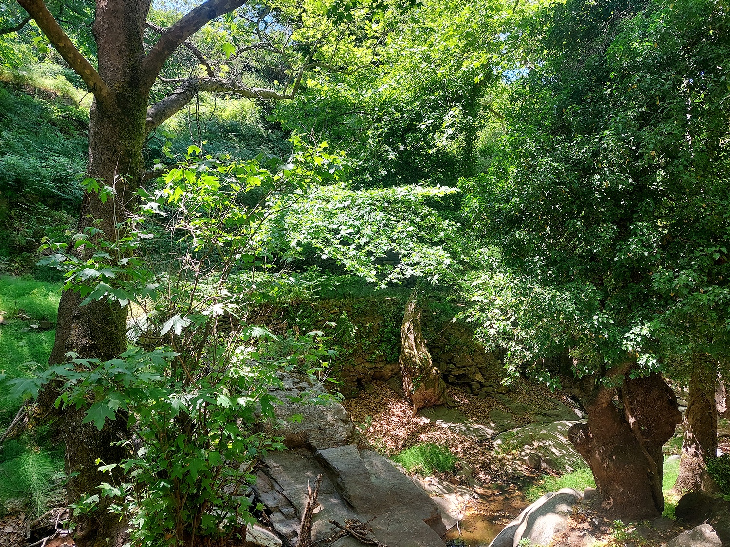 im Wald bei Komiaki, Naxos