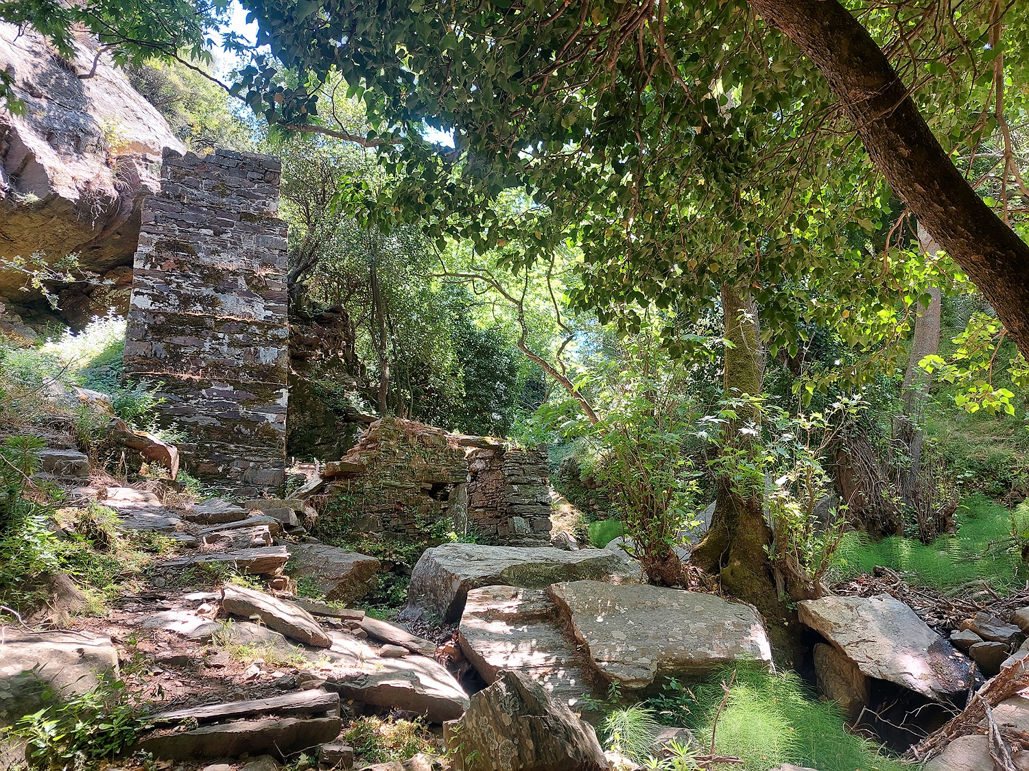 im Wald bei Komiaki, Naxos