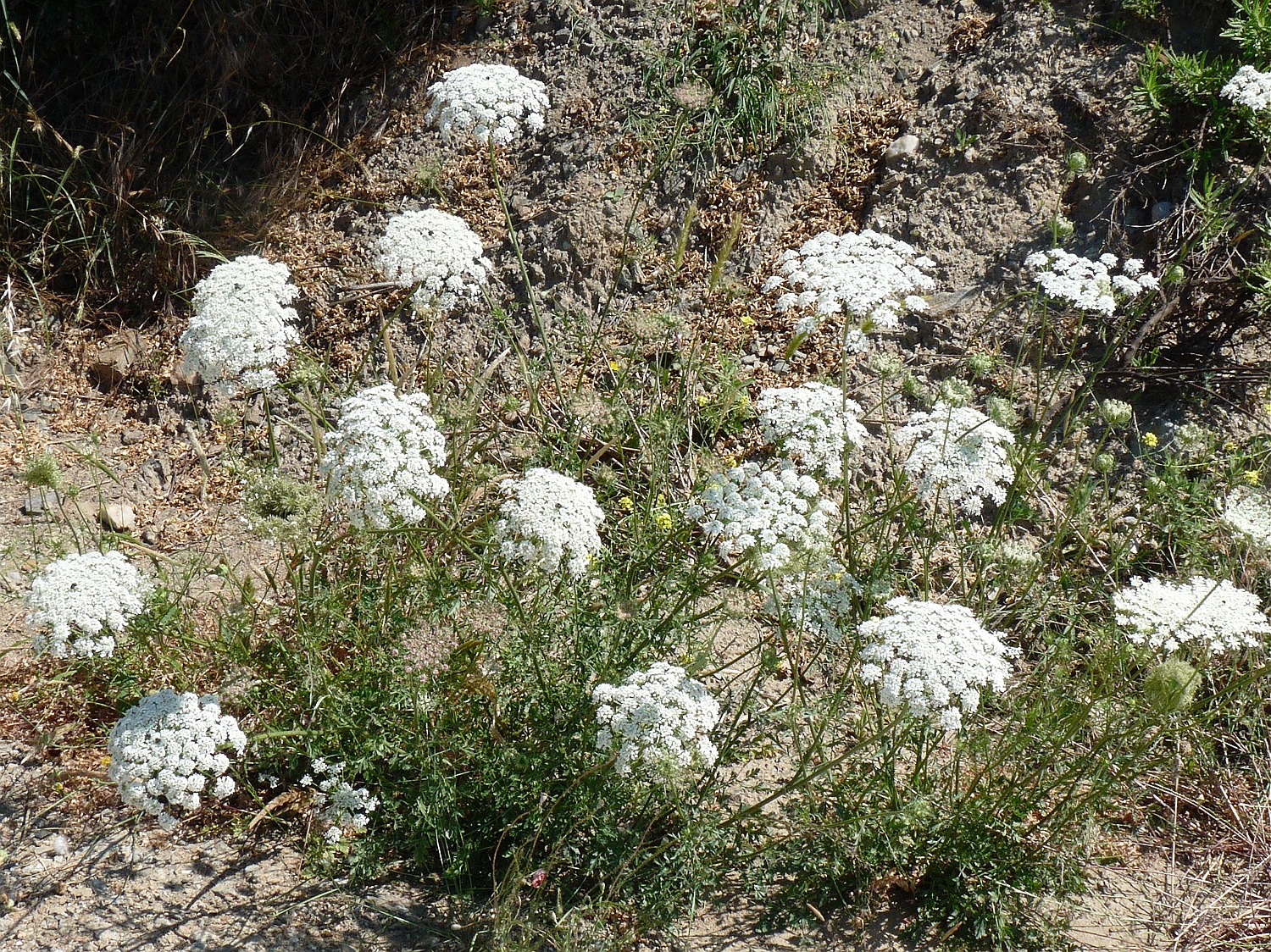 Daucus carota