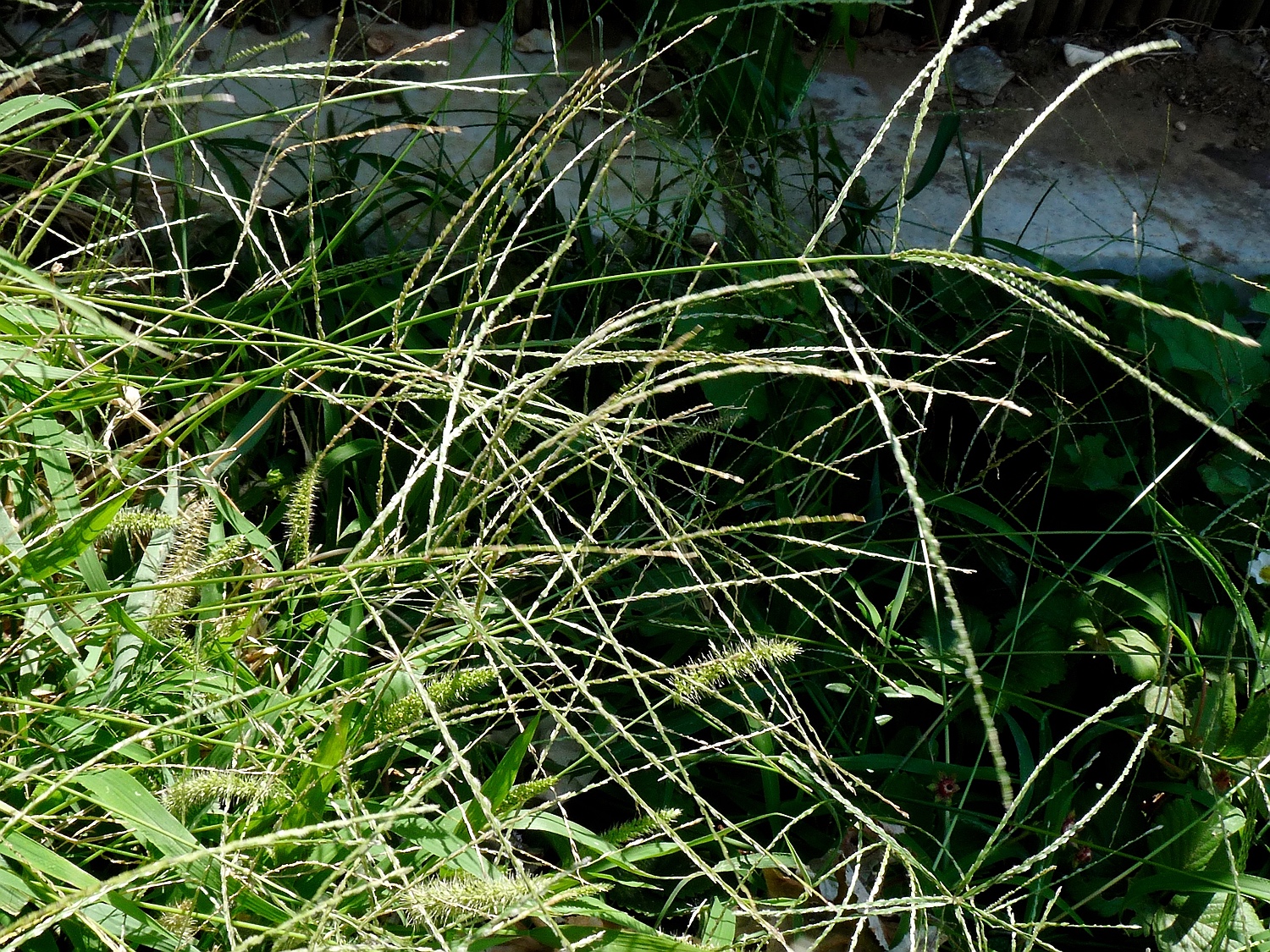 Digitaria sanguinalis