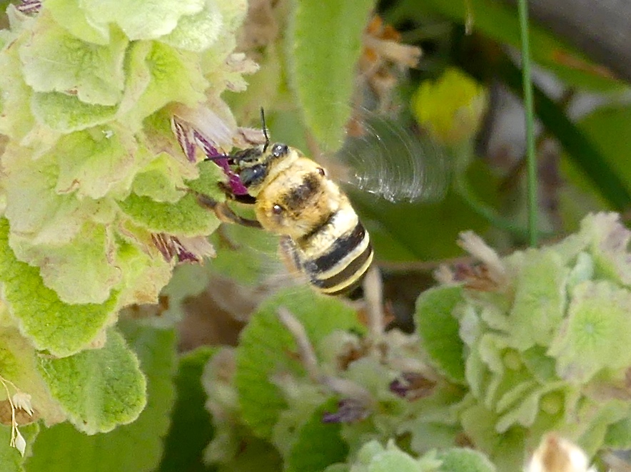 Amegilla quadrifasciata