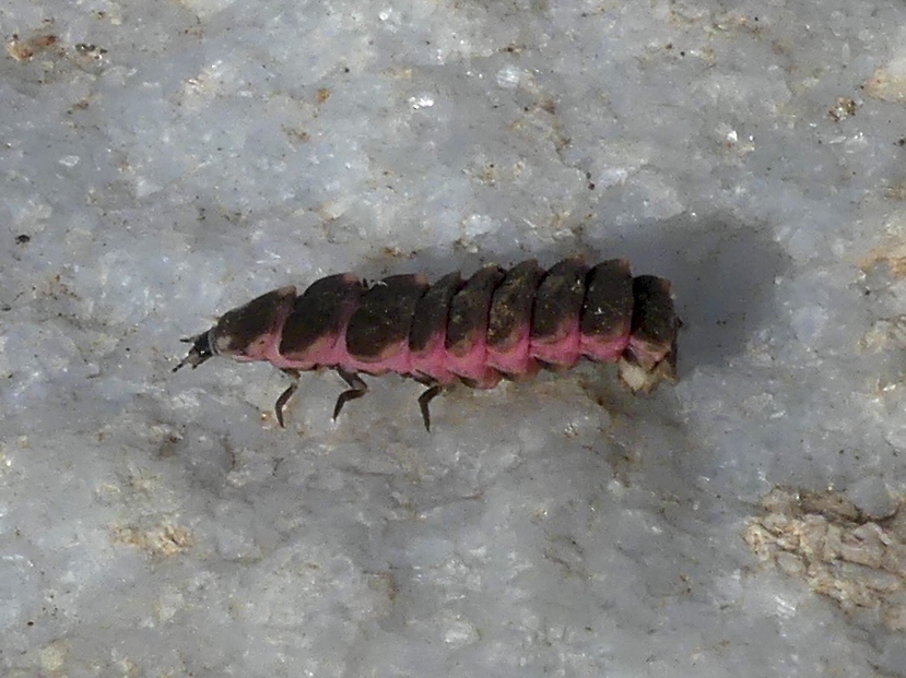 Nyctophila larva