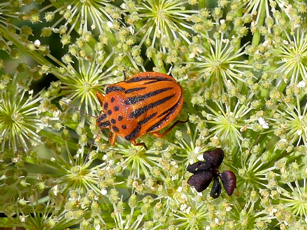 Graphosoma semipunctatum