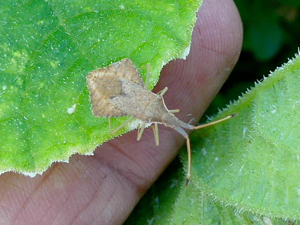 Rhomboid leatherbug, Syromastus rhombeus