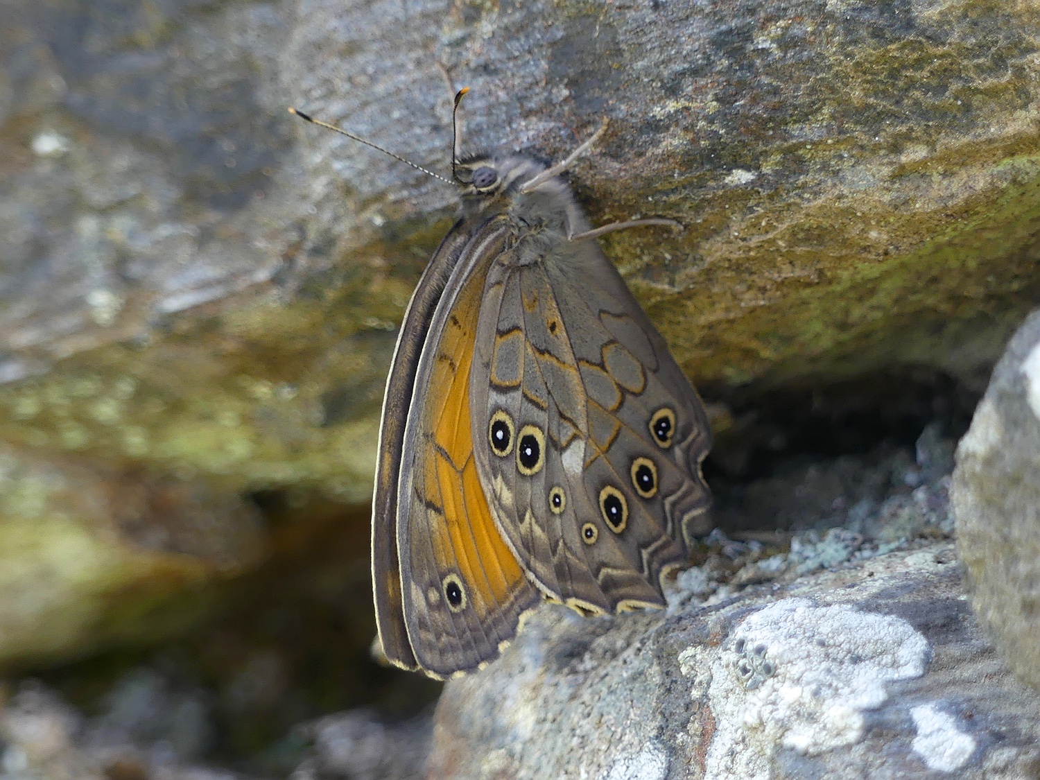 Kirinia roxelana im Wald bei Komiaki, Naxos