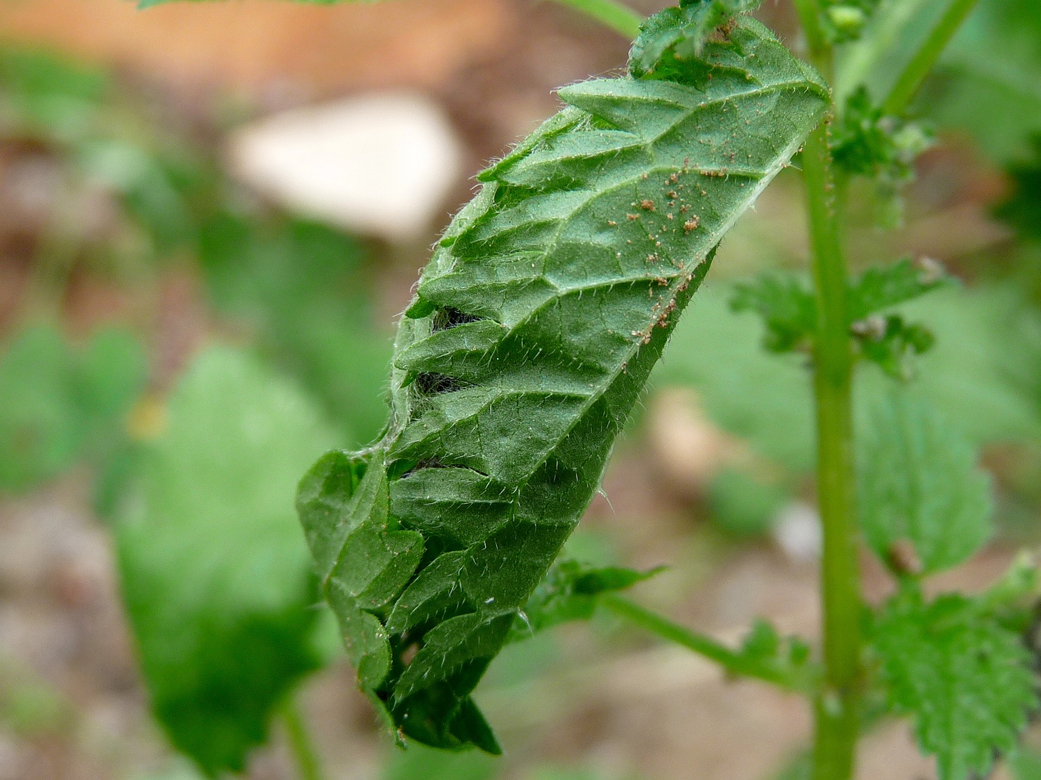 Blatttütchen der Raupe des Admirals an einer Brennnessel