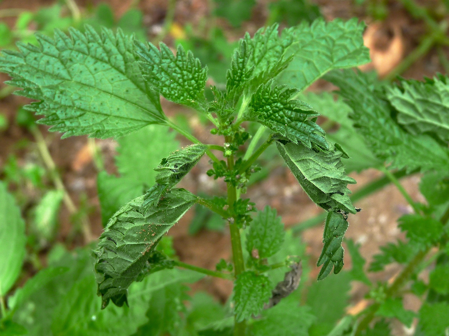 Blatttütchen der Raupe des Admirals an einer Brennnessel