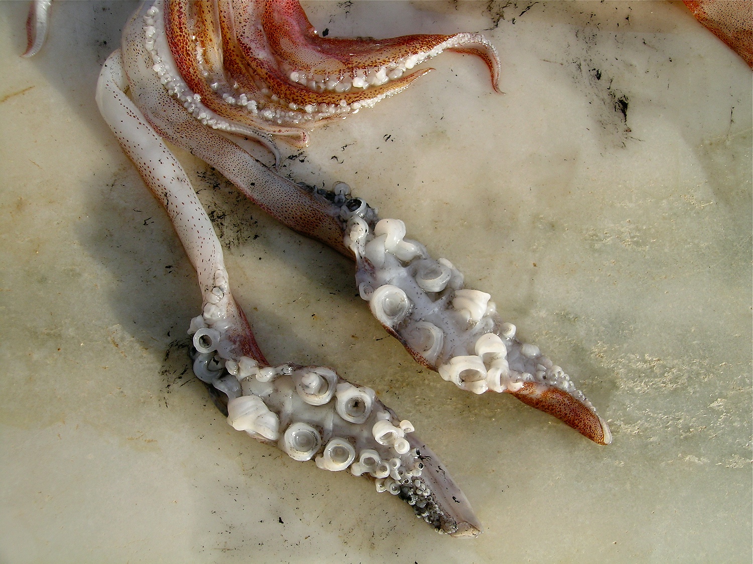 Gewöhnlicher Kalmar, Loligo vulgaris