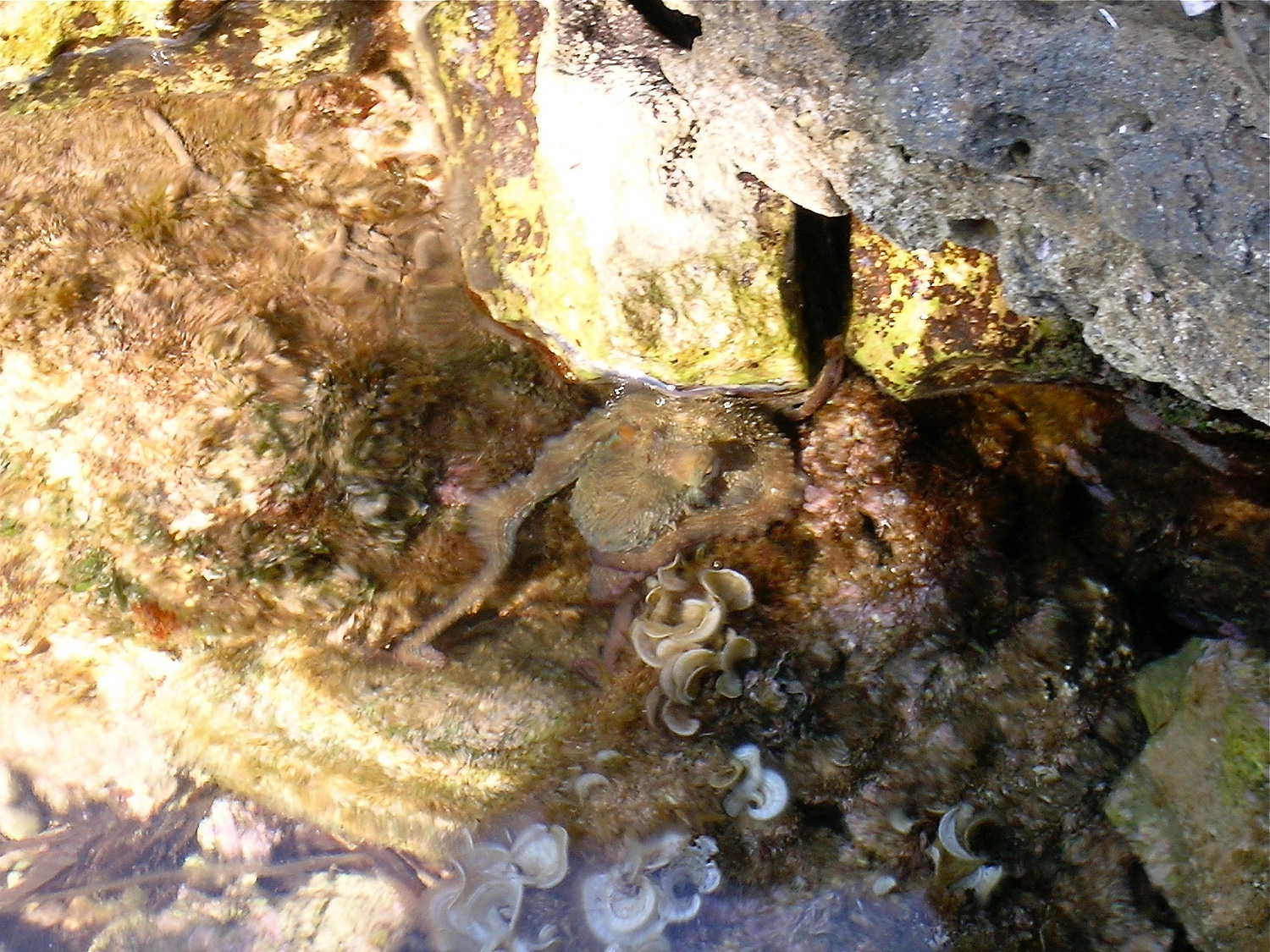 Gewöhnlicher Krake, Octopus vulgaris
