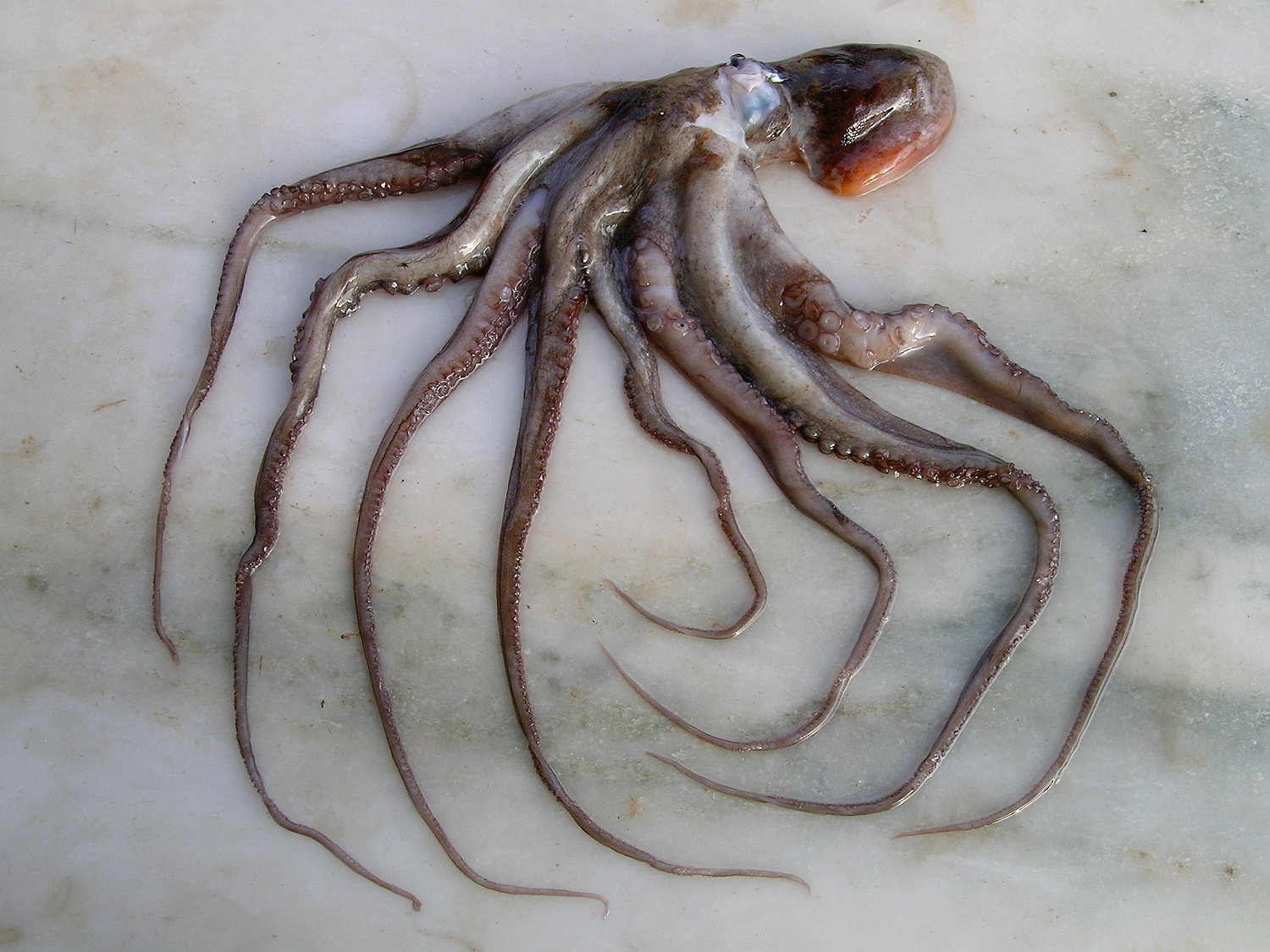 Gewöhnlicher Krake, Octopus vulgaris