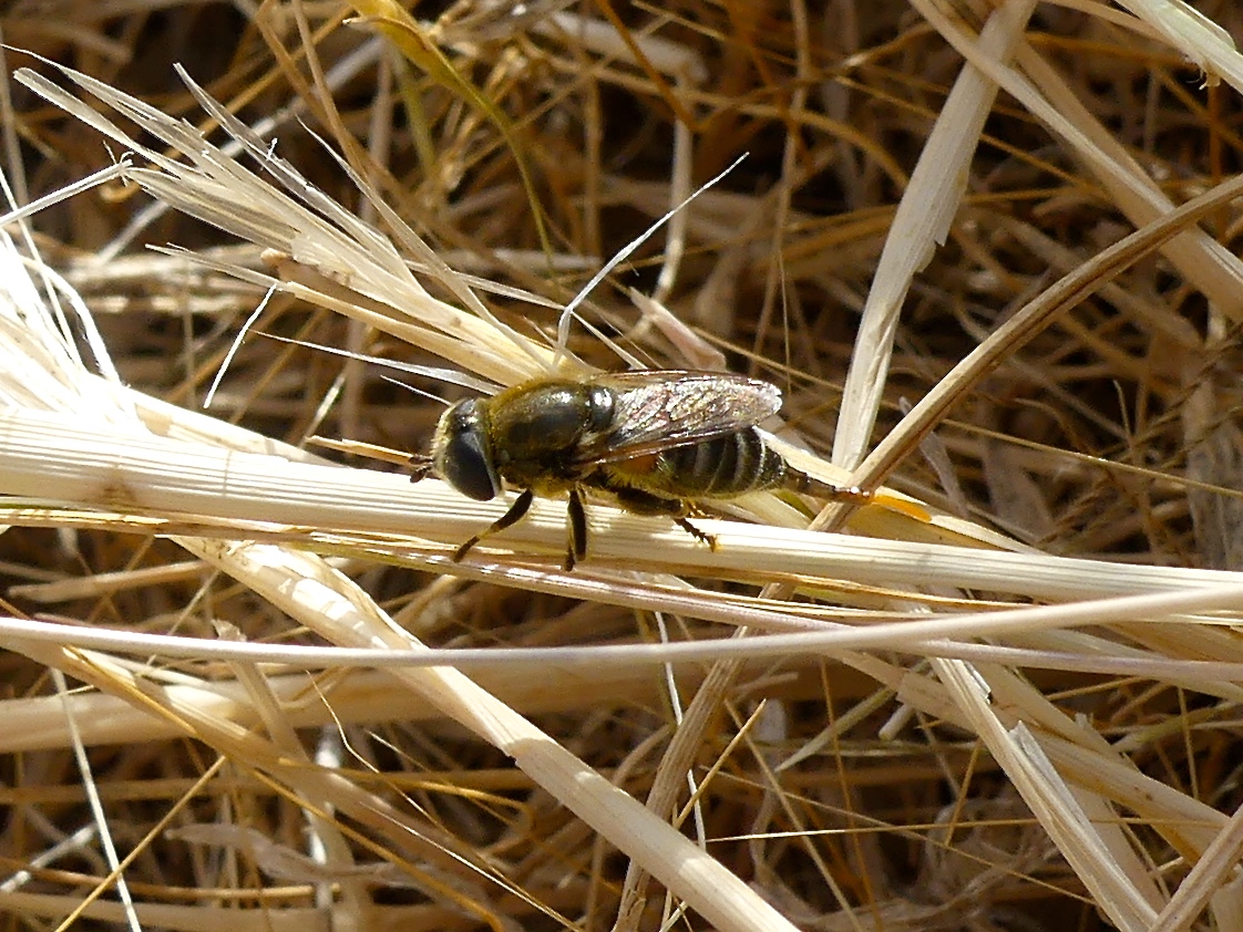 Bienenschwebfliege, Brachypalpus spec.