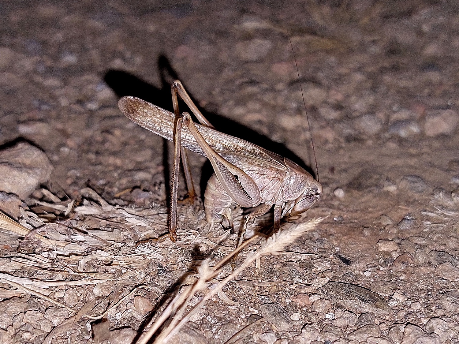 Heuschrecke bei der Eiablage