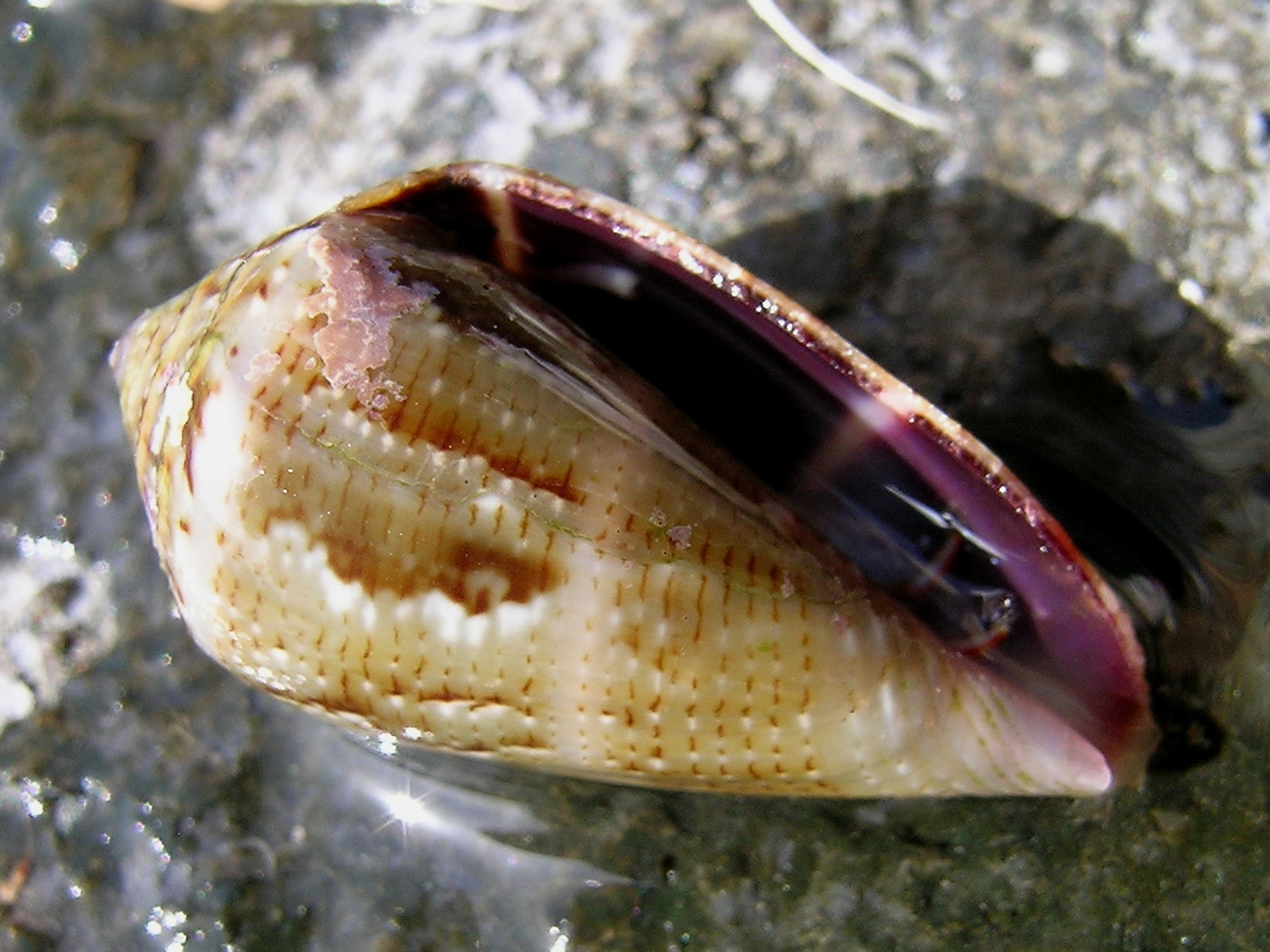Mittelmeer-Kegelschnecke, Conus ventricosus (= C. mediterraneus)