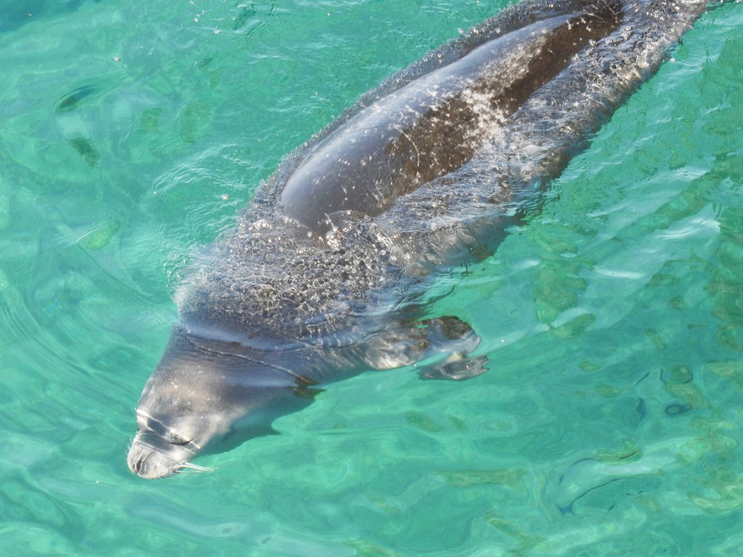 Mittelmeer-Mönchsrobbe, Monachus monachus