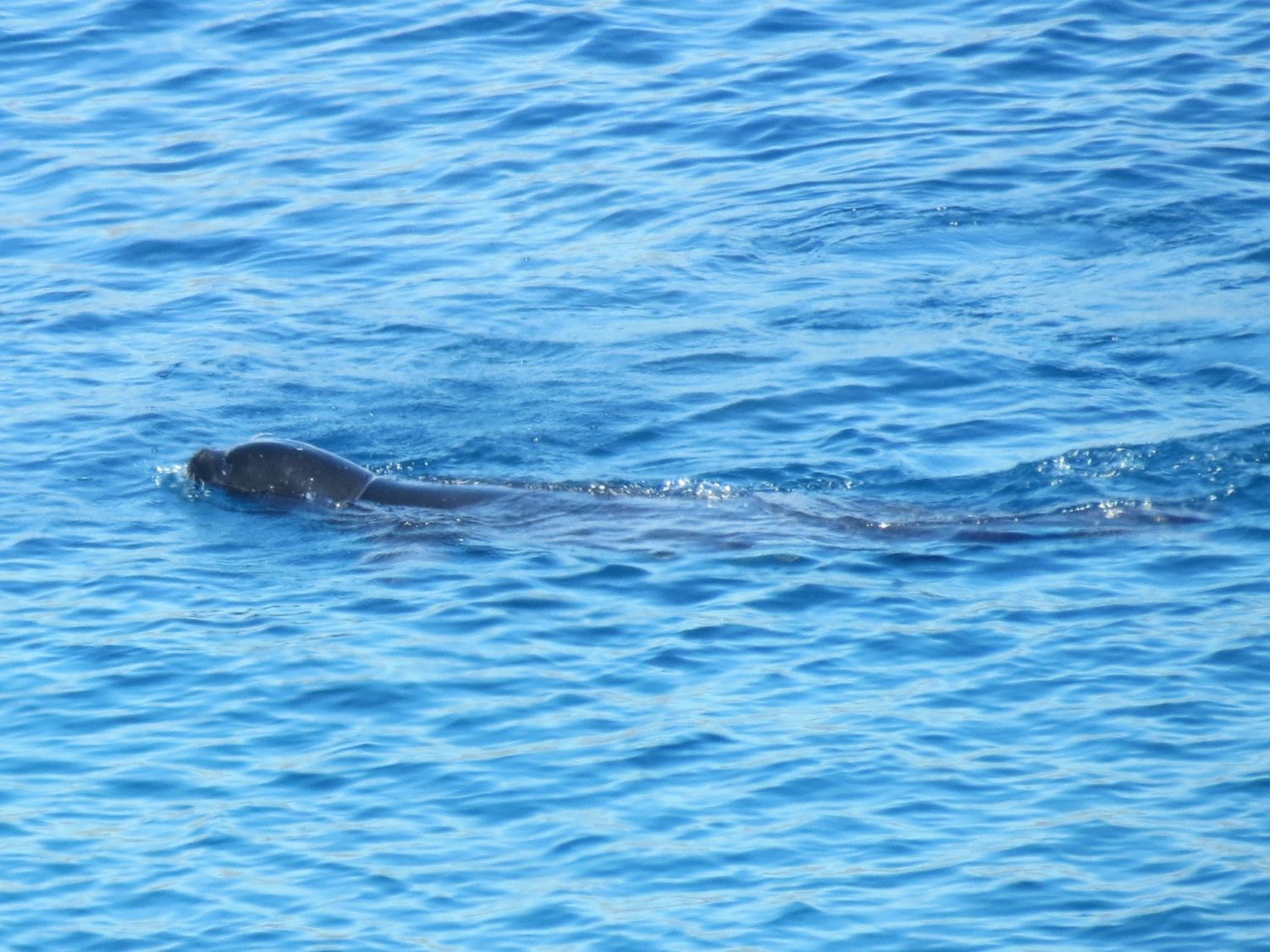 Mittelmeer-Mönchsrobbe, Monachus monachus