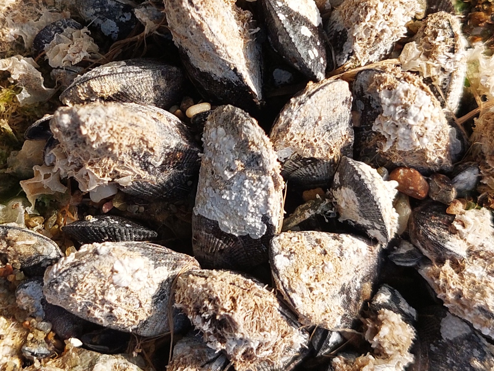 Brachidontes pharaonis