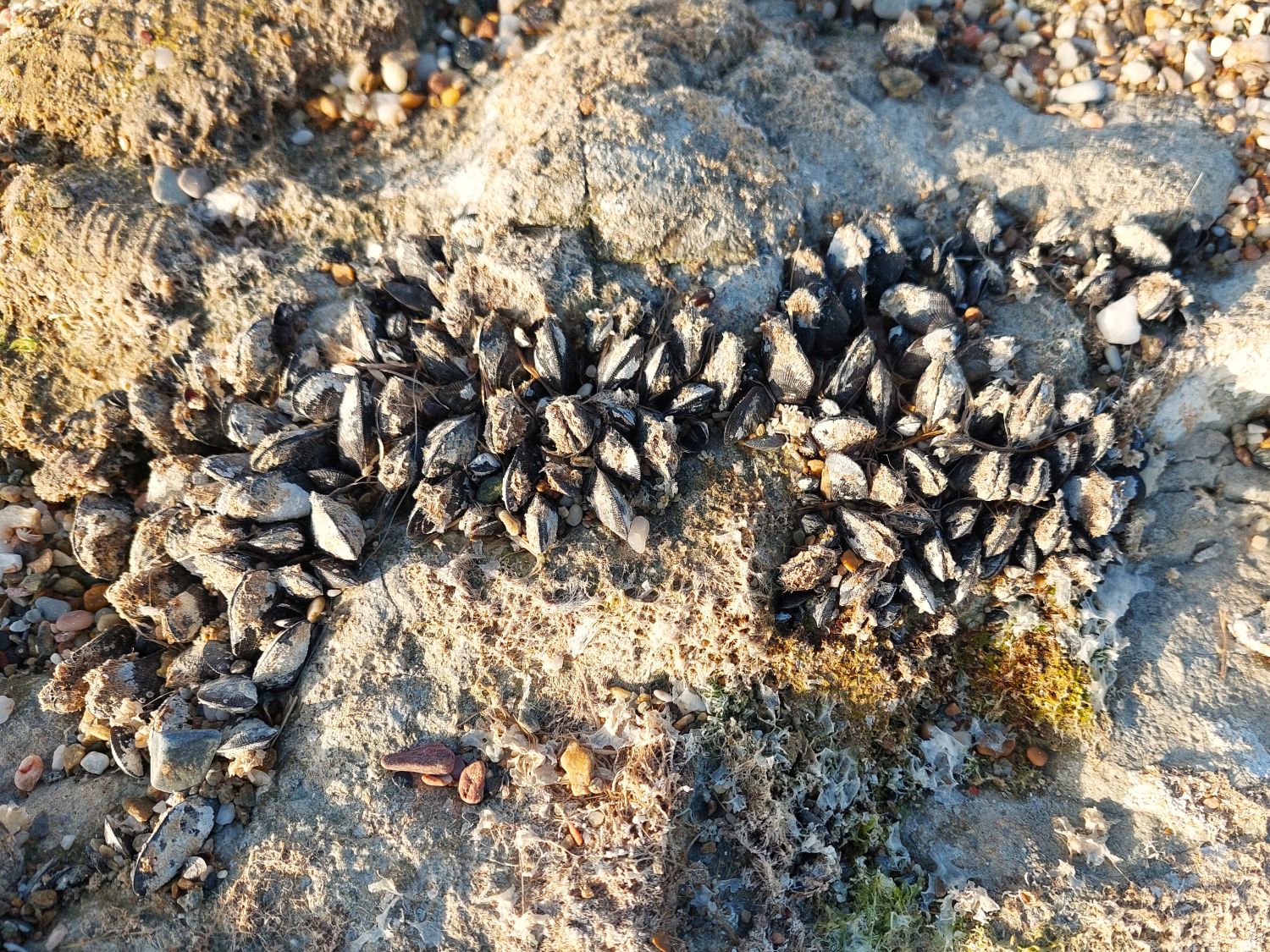 Miesmuscheln Brachidontes pharaonis an der Wasserlinie