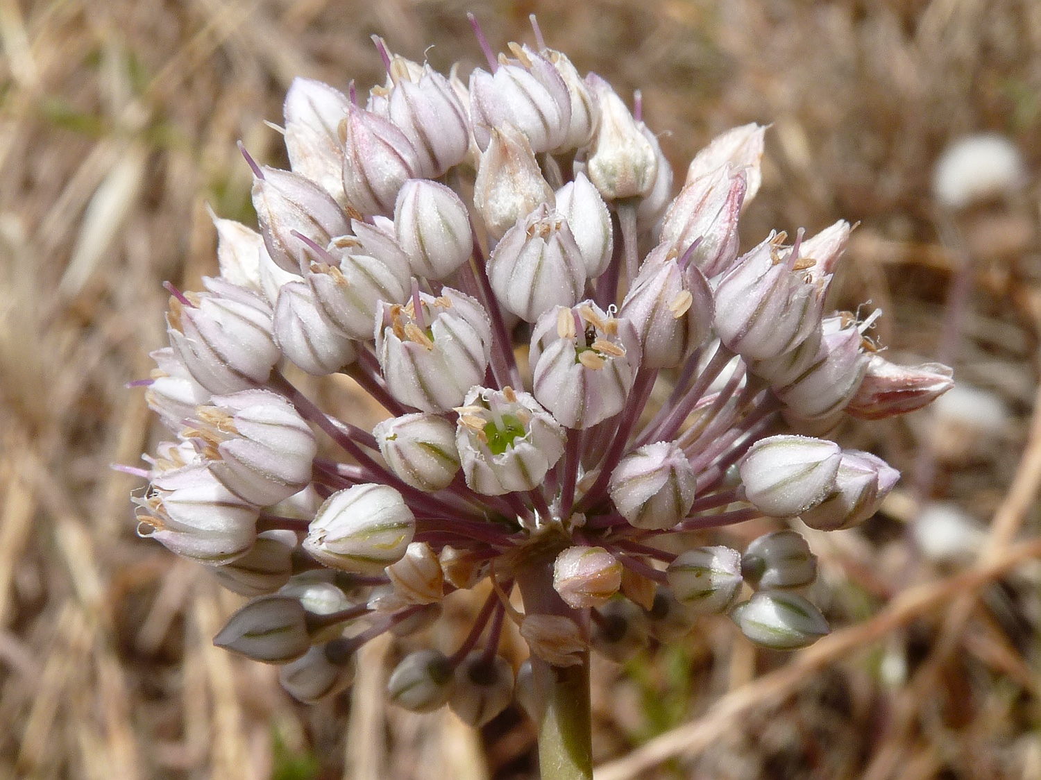 Weinberg-Lauch, Allium ampeloprasum