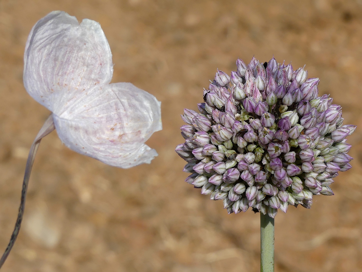 Sommer-Lauch, Allium ampeloprasum