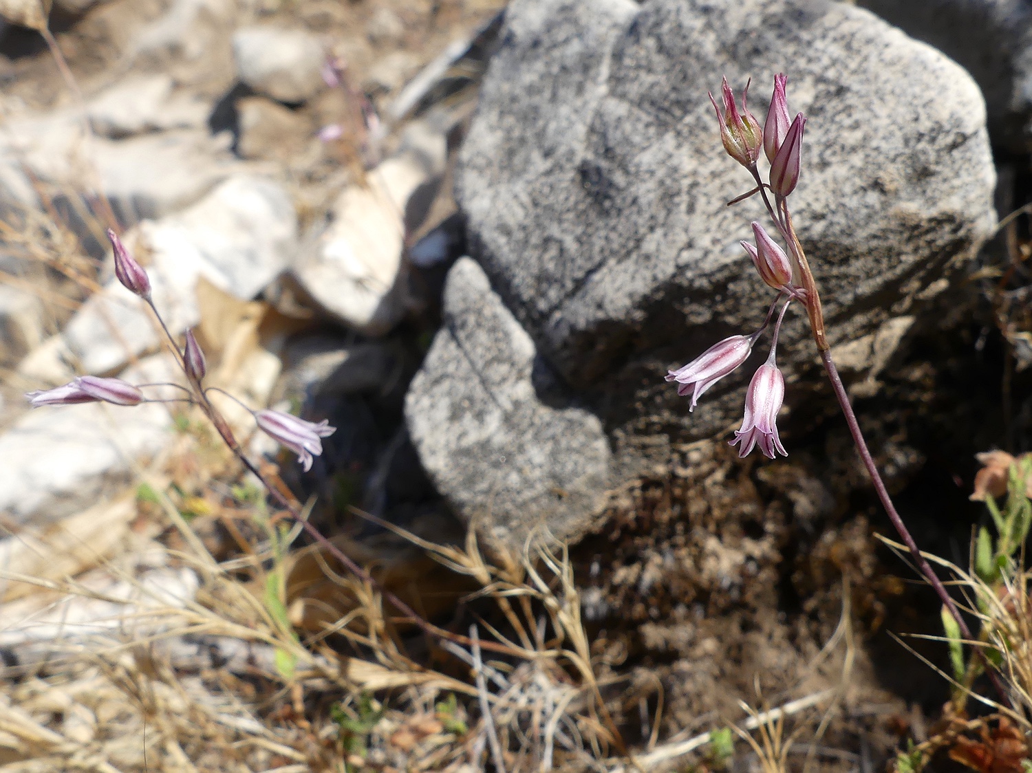 Allium cupanii