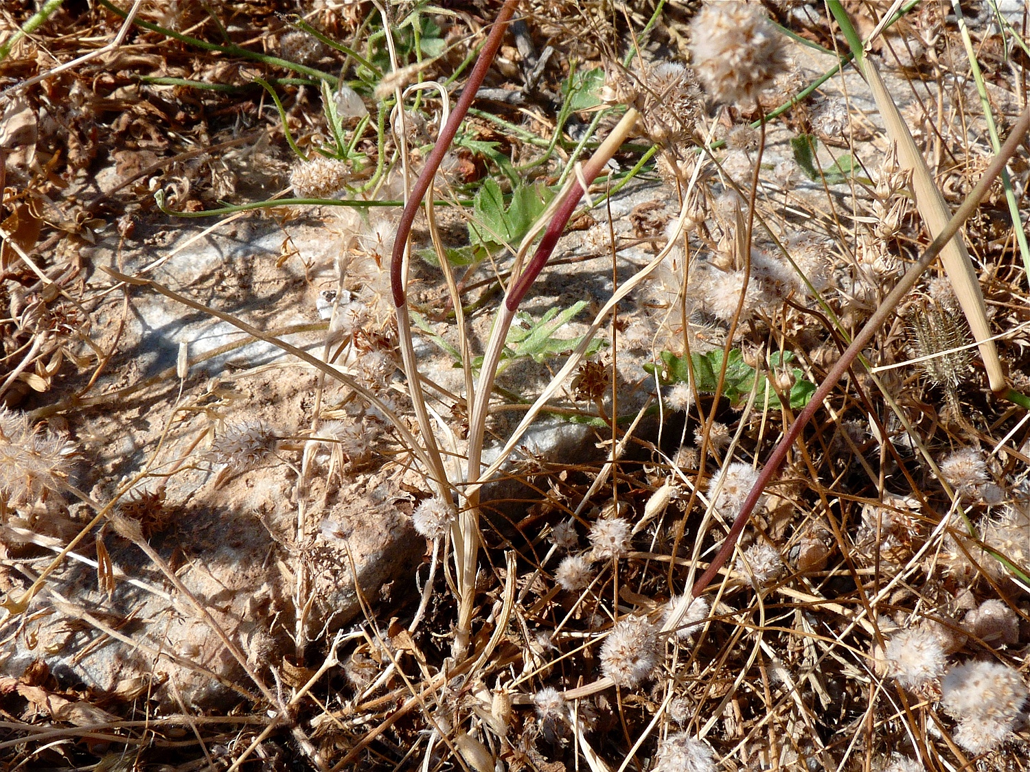 Allium guttatum ssp. tenorei