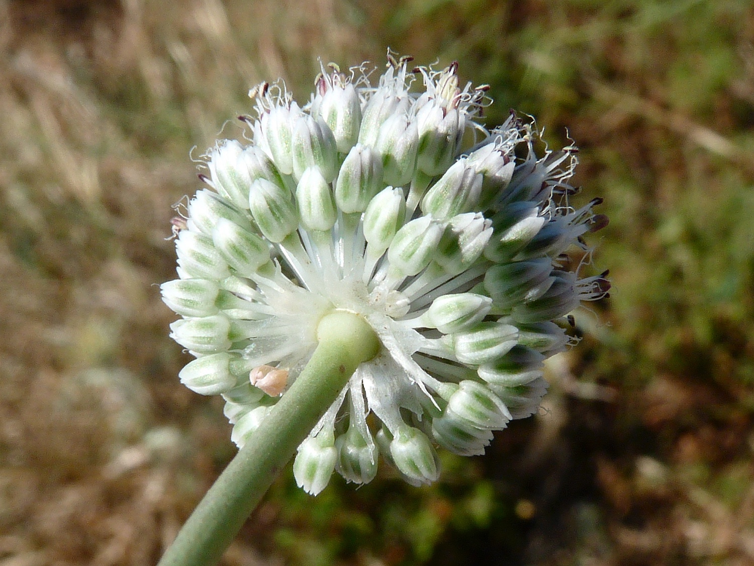 Allium guttatum ssp. tenorei