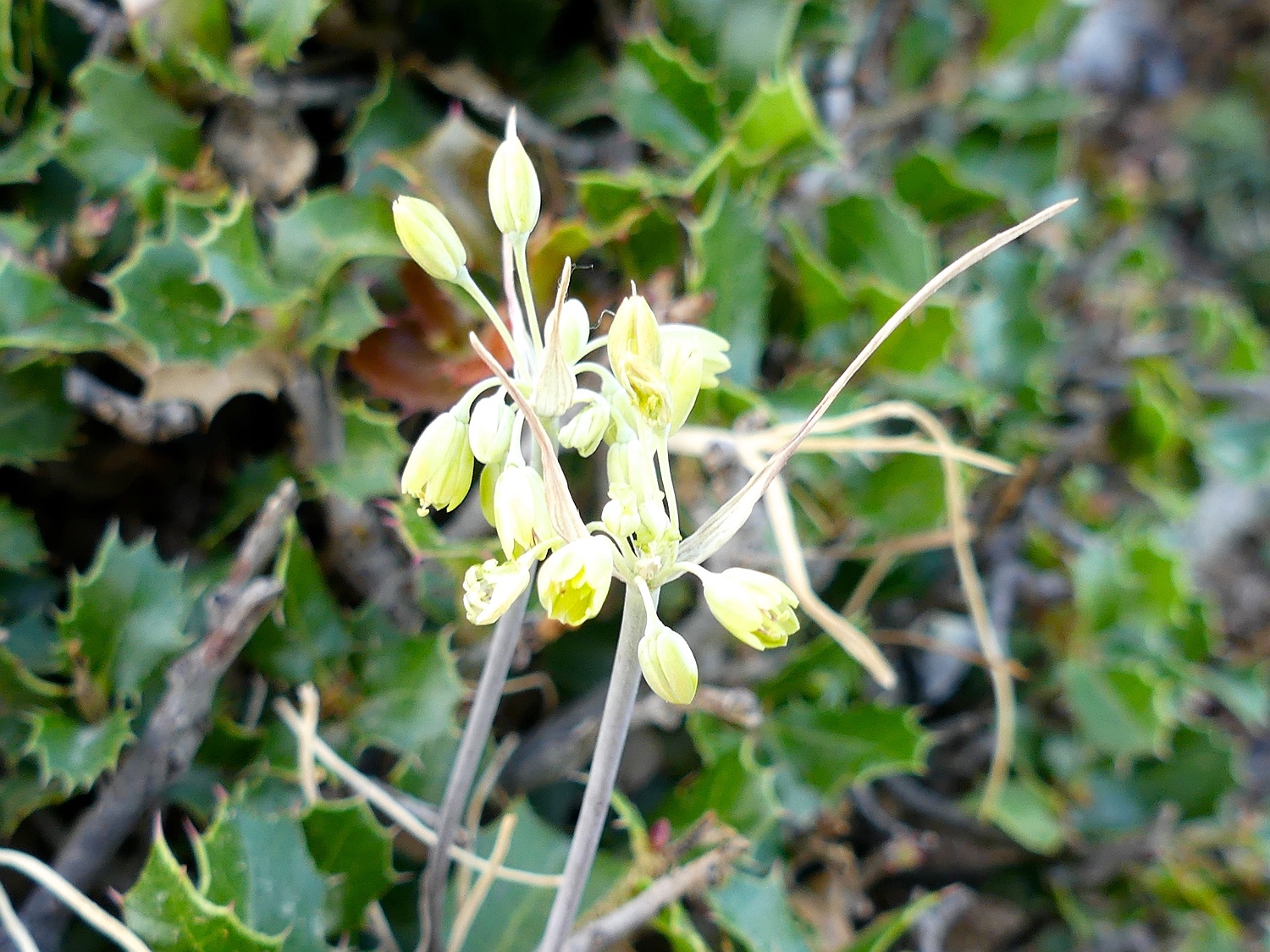 Allium luteolum