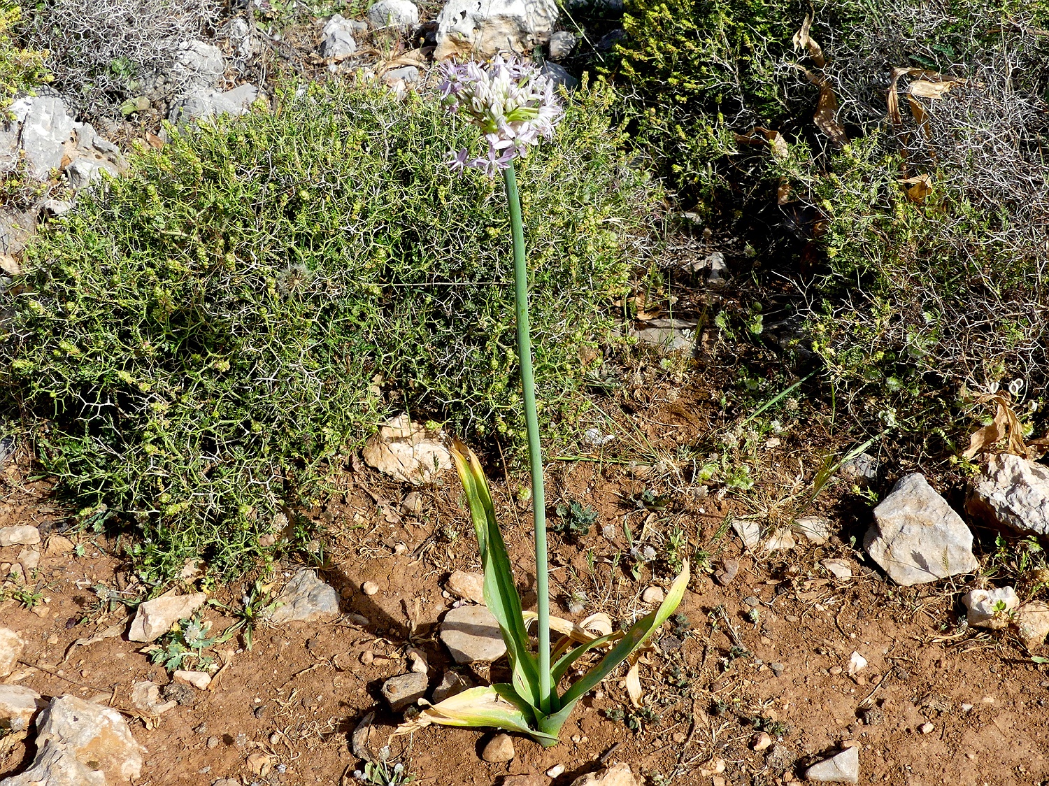 Schwarzer Lauch, Allium nigrum