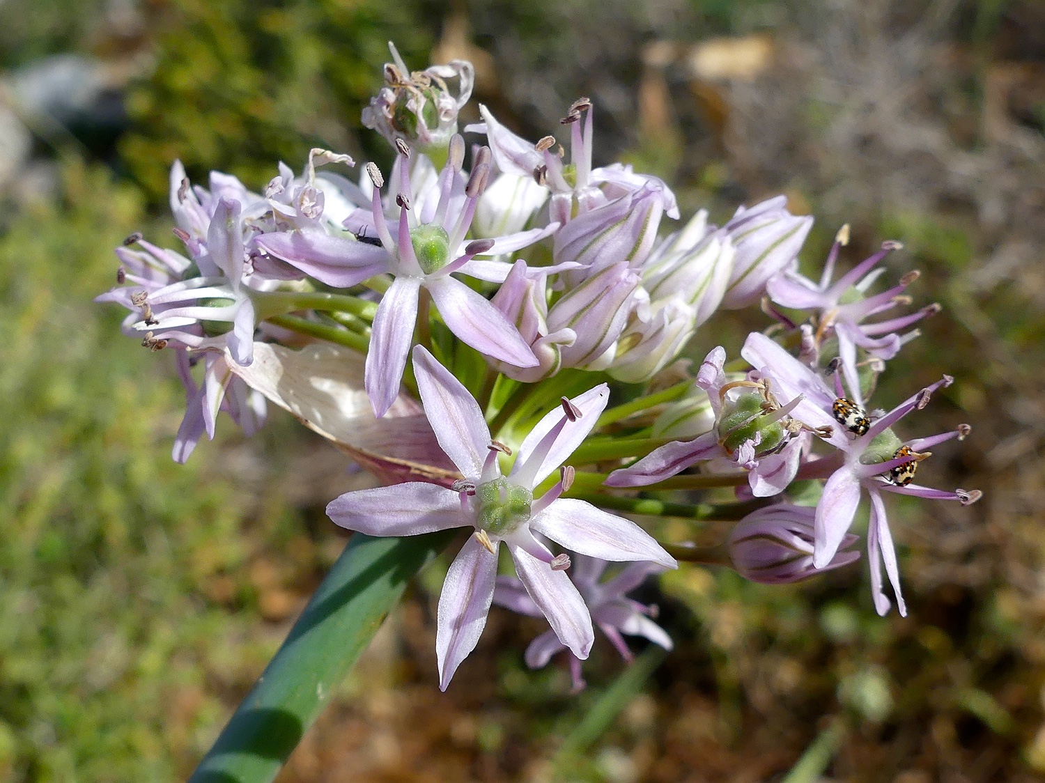 Schwarzer Lauch, Allium nigrum