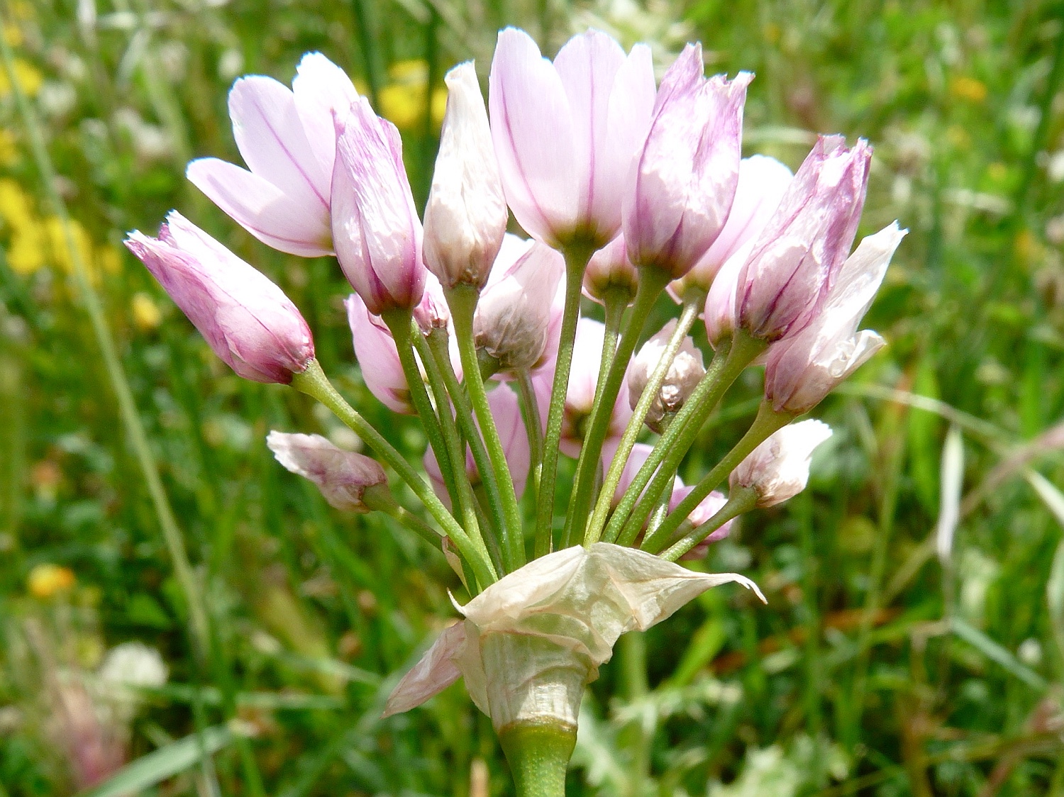 Rosen-Lauch, Allium roseum