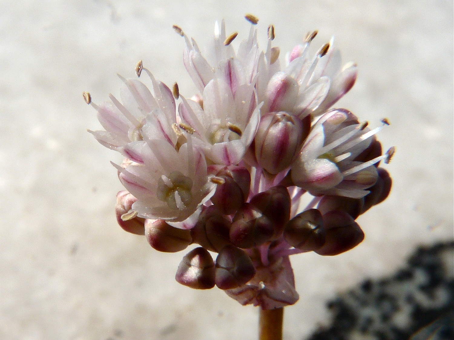 Allium staticiforme