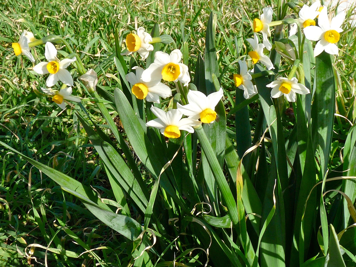 Tazette, Narcissus tazetta